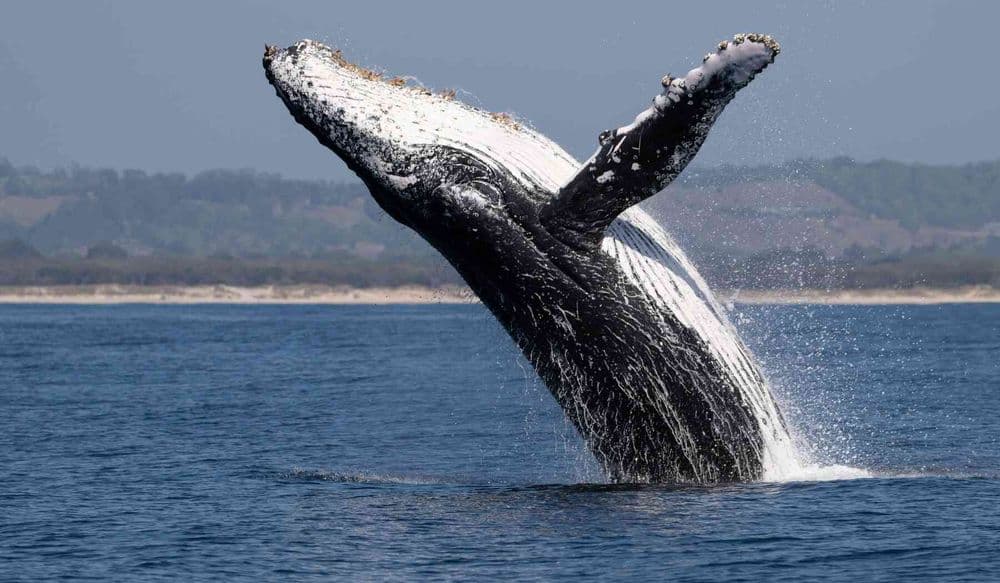 Humpback whale