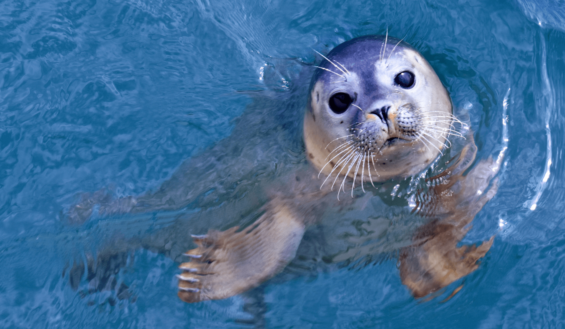 10 Fun Facts About Seals