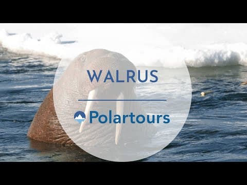 Walrus