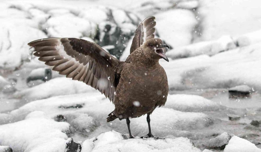 South Polar Skuas