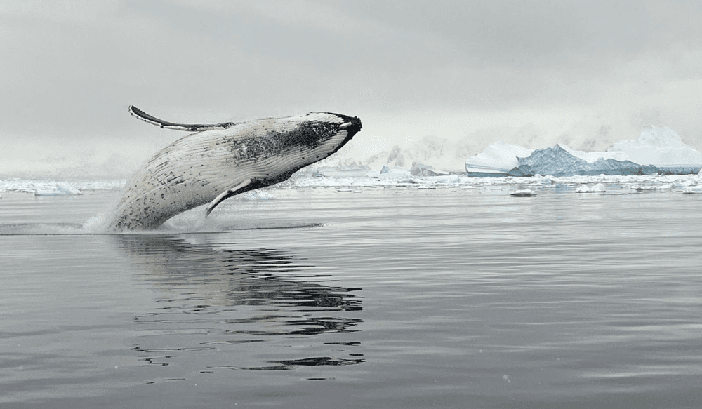 Blog pictures - 1800 x 1050 (4)-May-05-2025-02-02-33-4702-PM