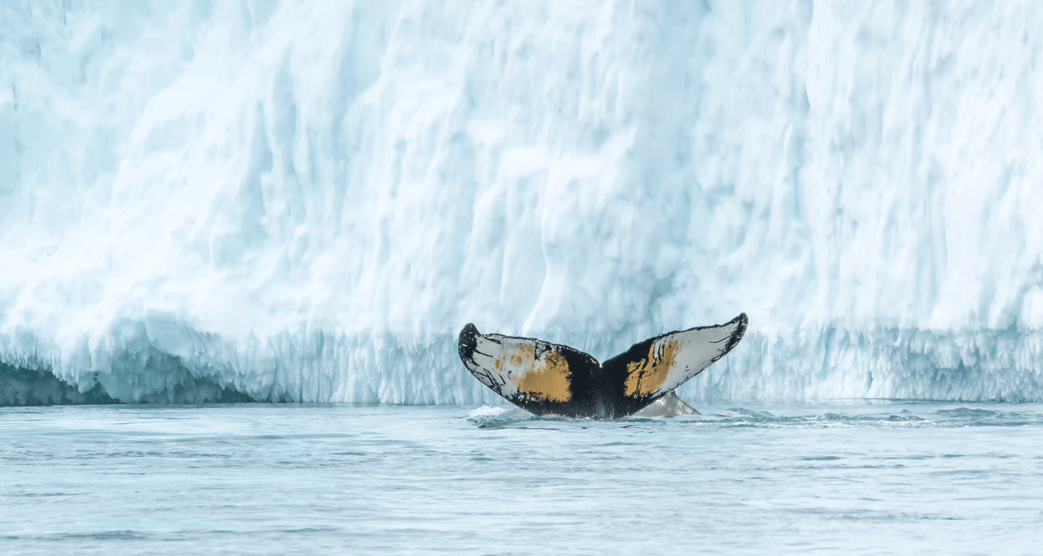 Albatros expeditions Whale