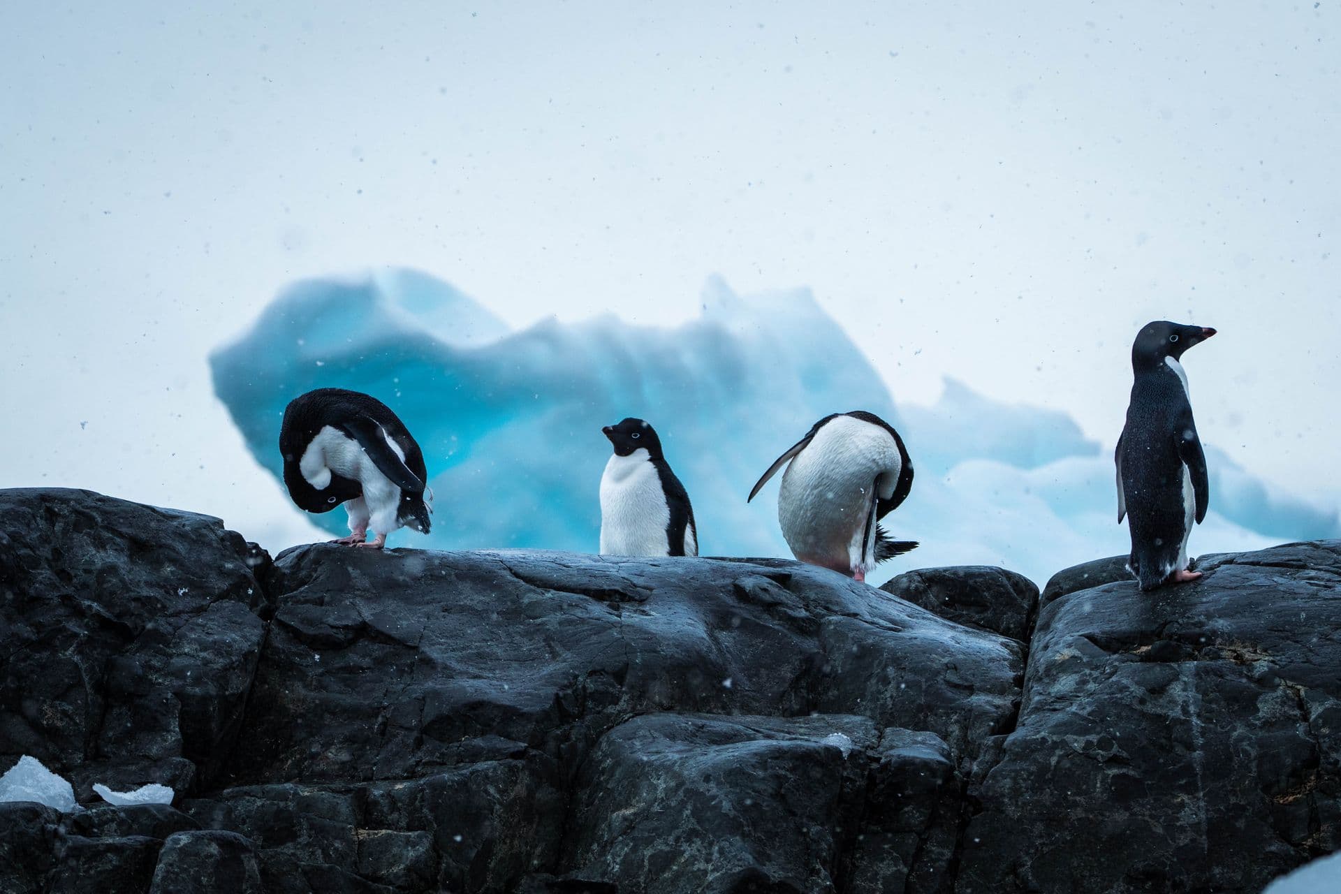 East Antarctica - Aurora Expeditions