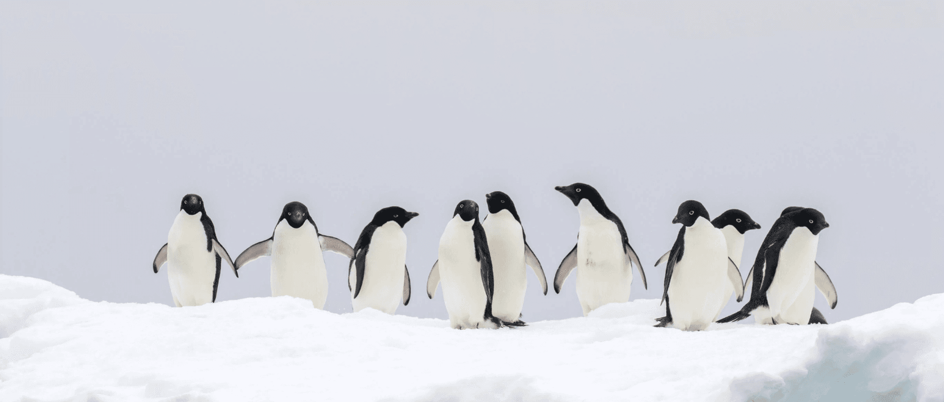 pinguins_antarctica
