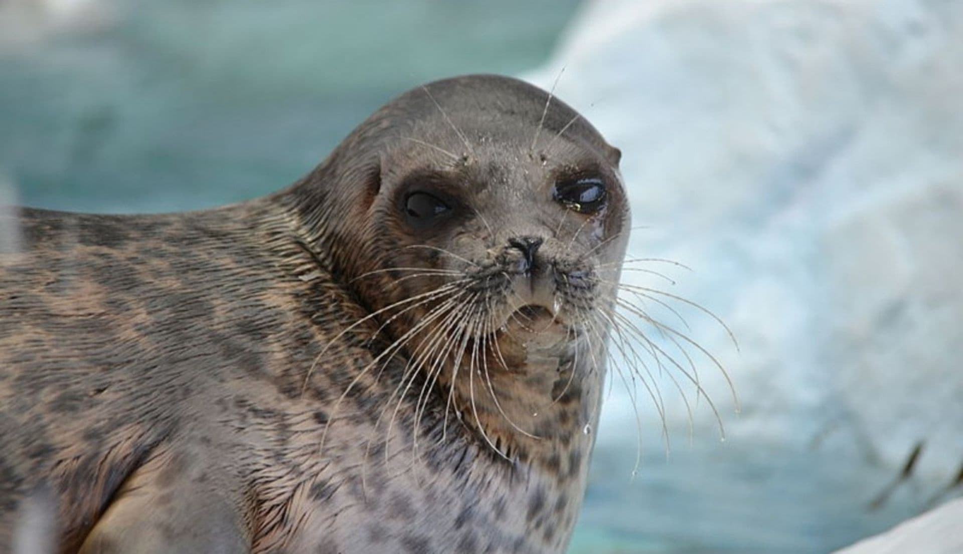 Ringed seal
