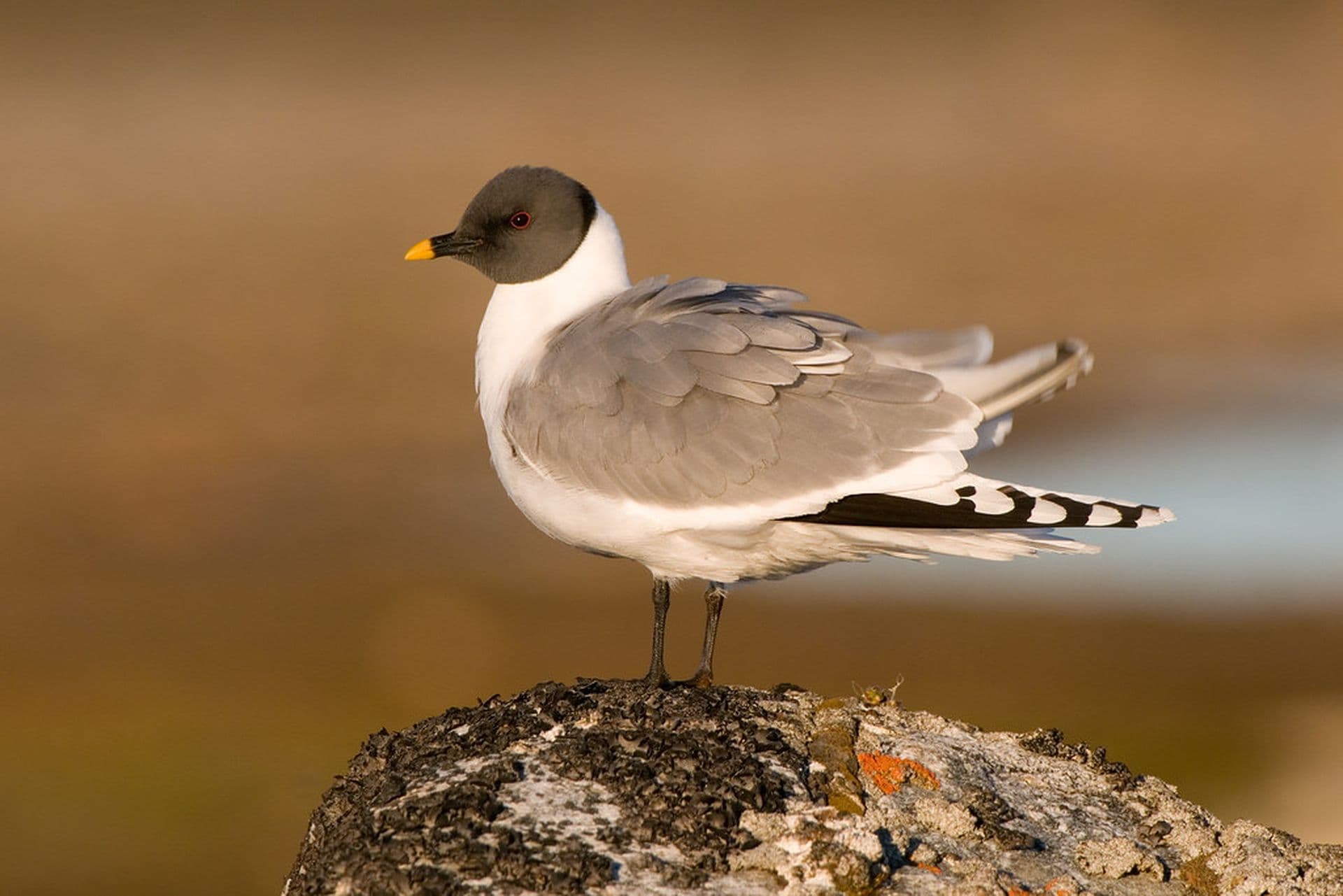Sabine's gull