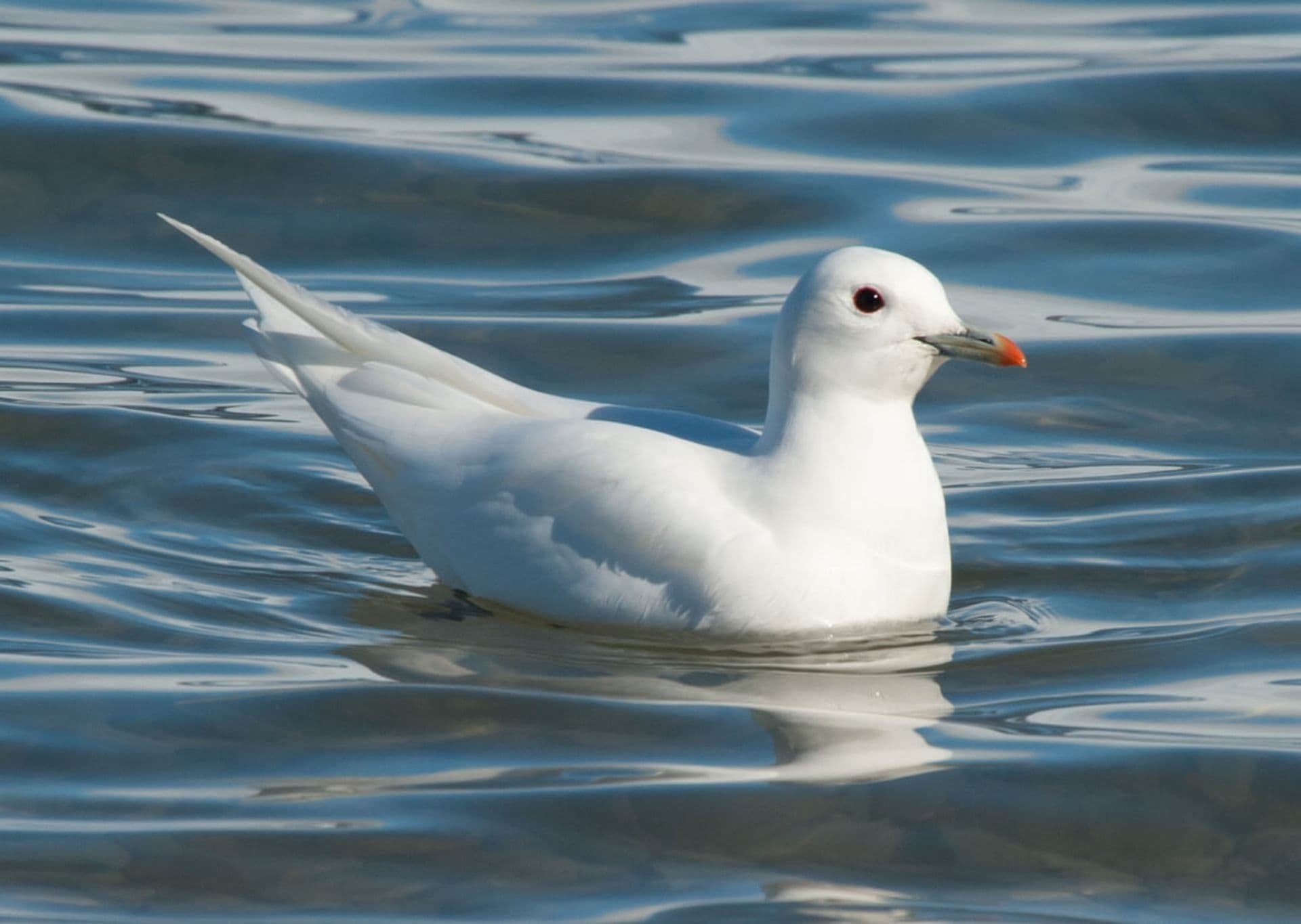 Ivory gull