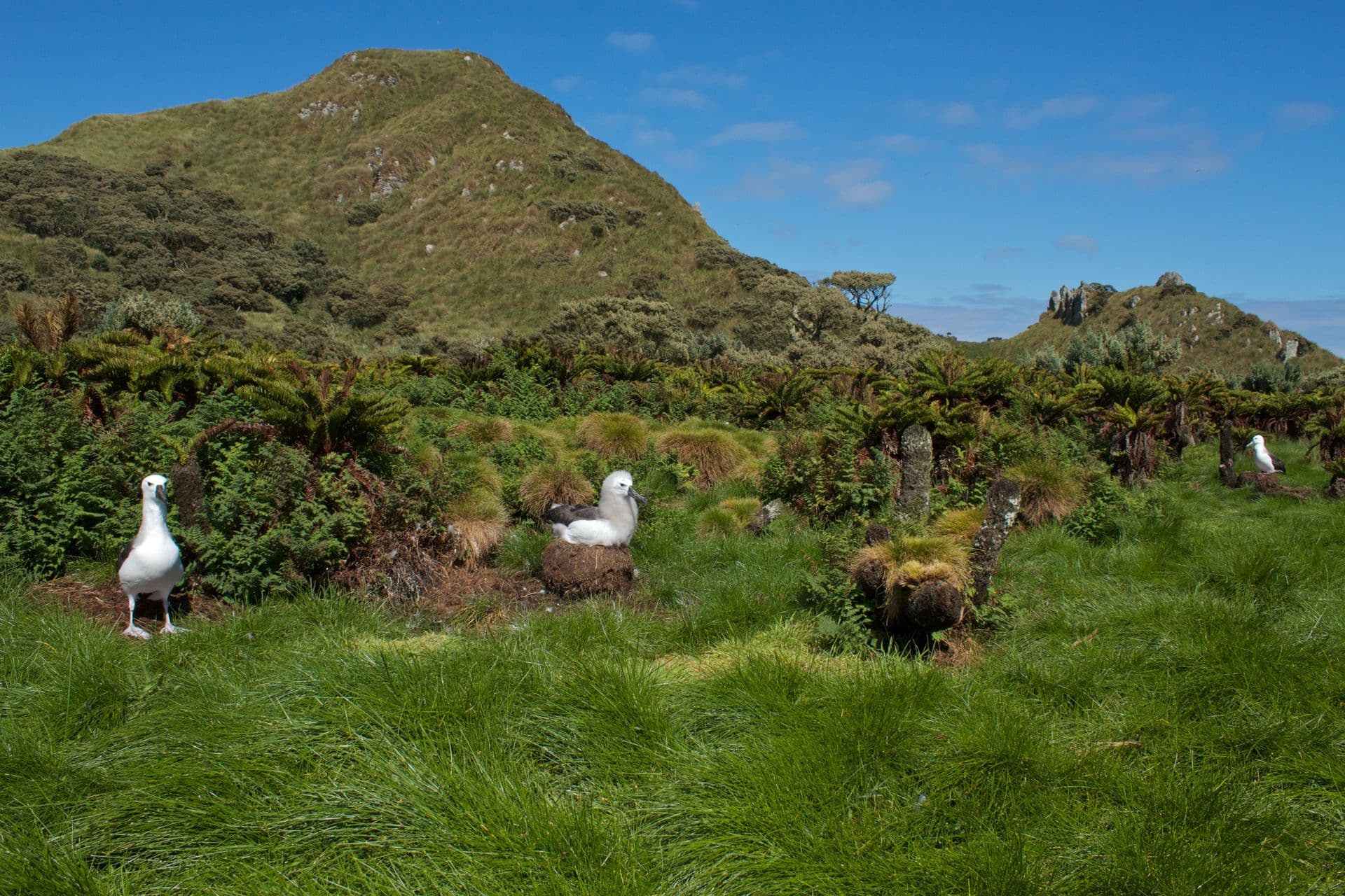 Nightingale Island, Tristan da Cunha