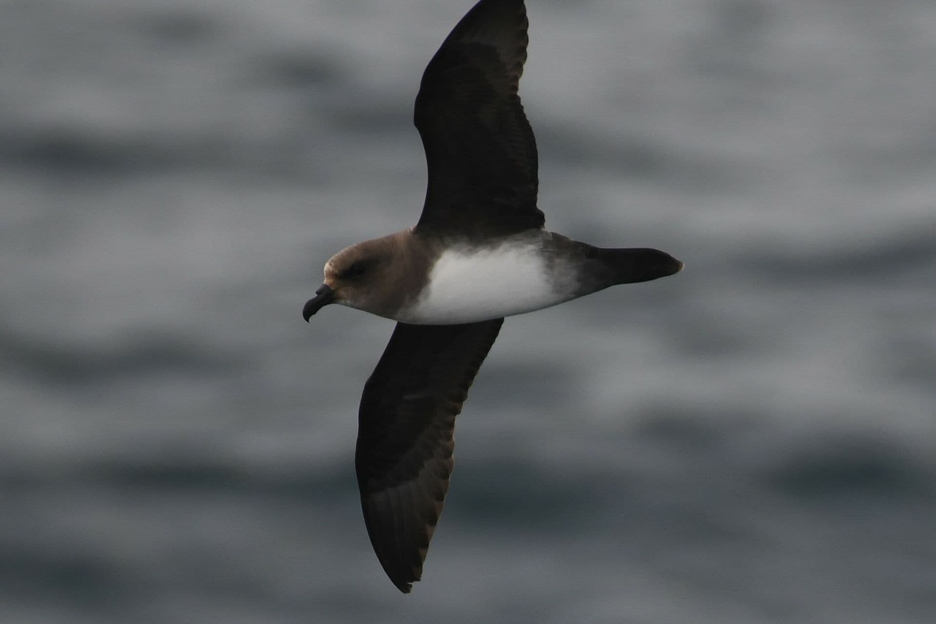 Atlantic Petrel