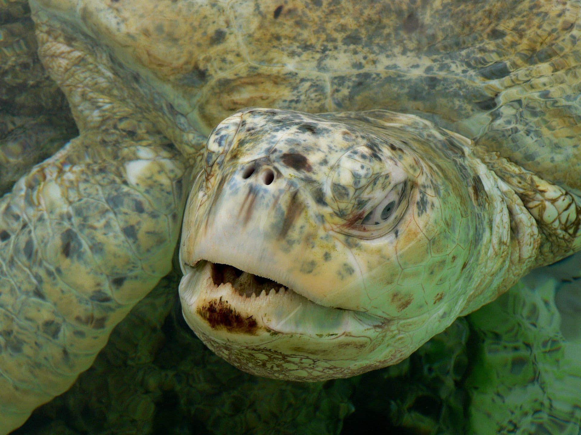 Green Turtle