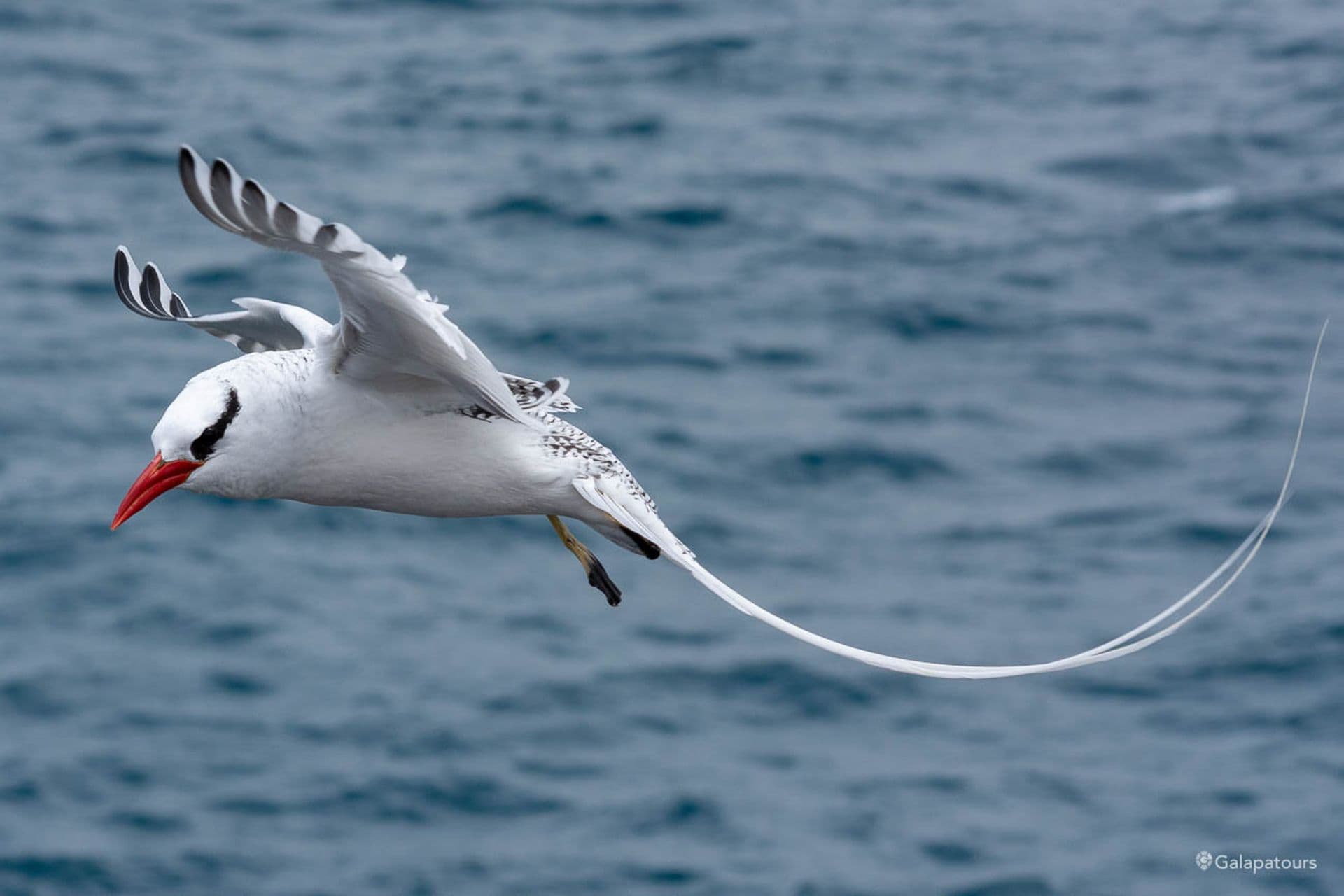 Red-Billed Tropicbird