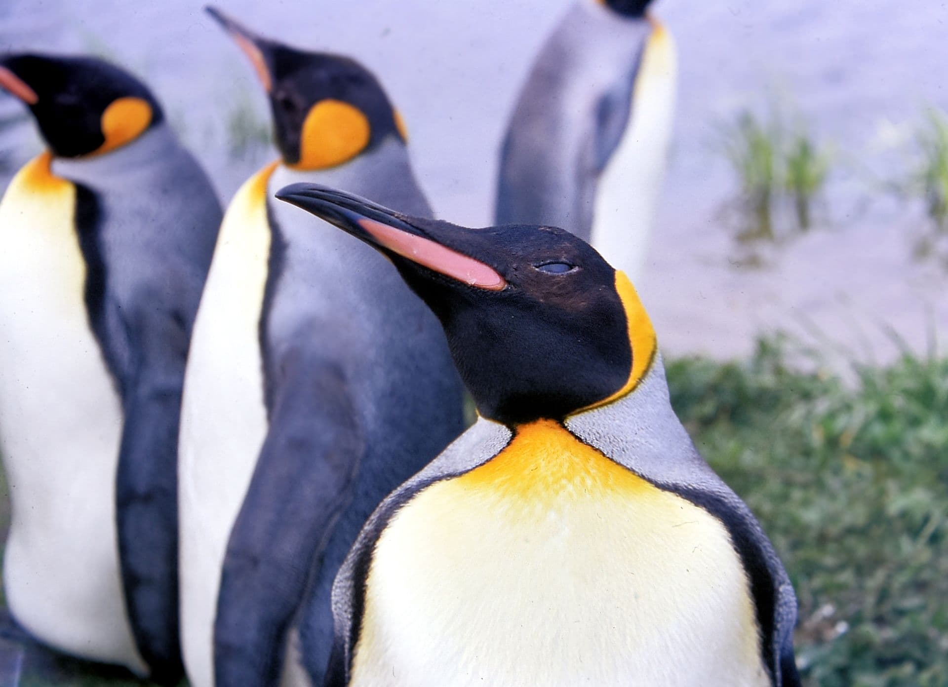 King Penguin