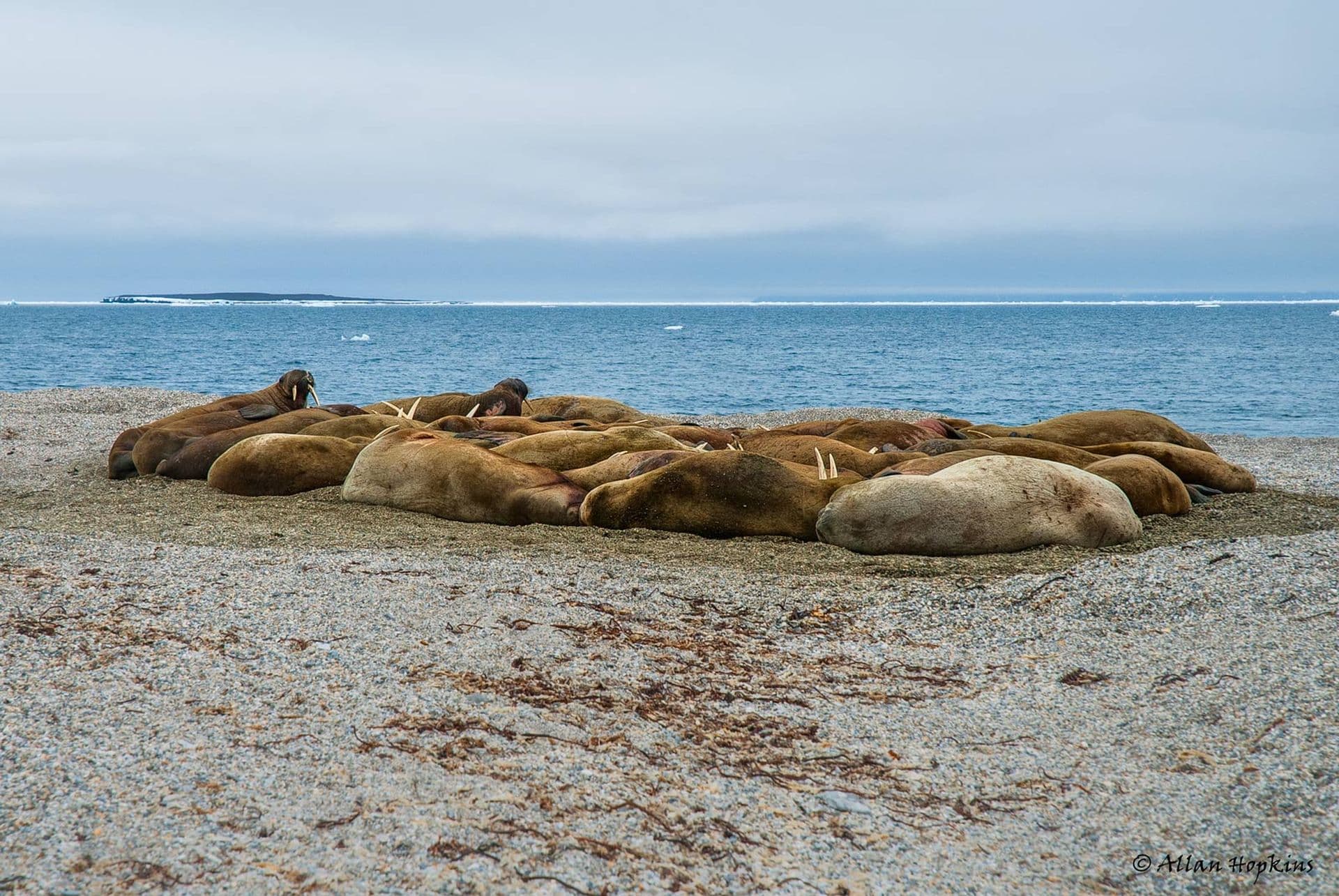 Atlantic Walrus (Odobenus r. rosmarus) haul up
