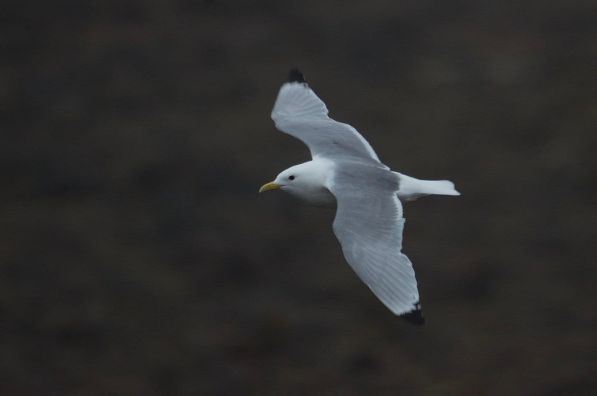 black-legged kittiwake