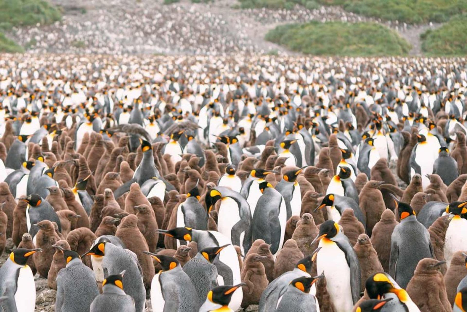 South georgia explorer