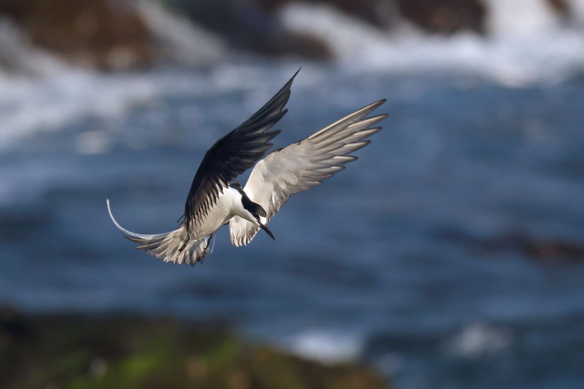 Sooty Tern