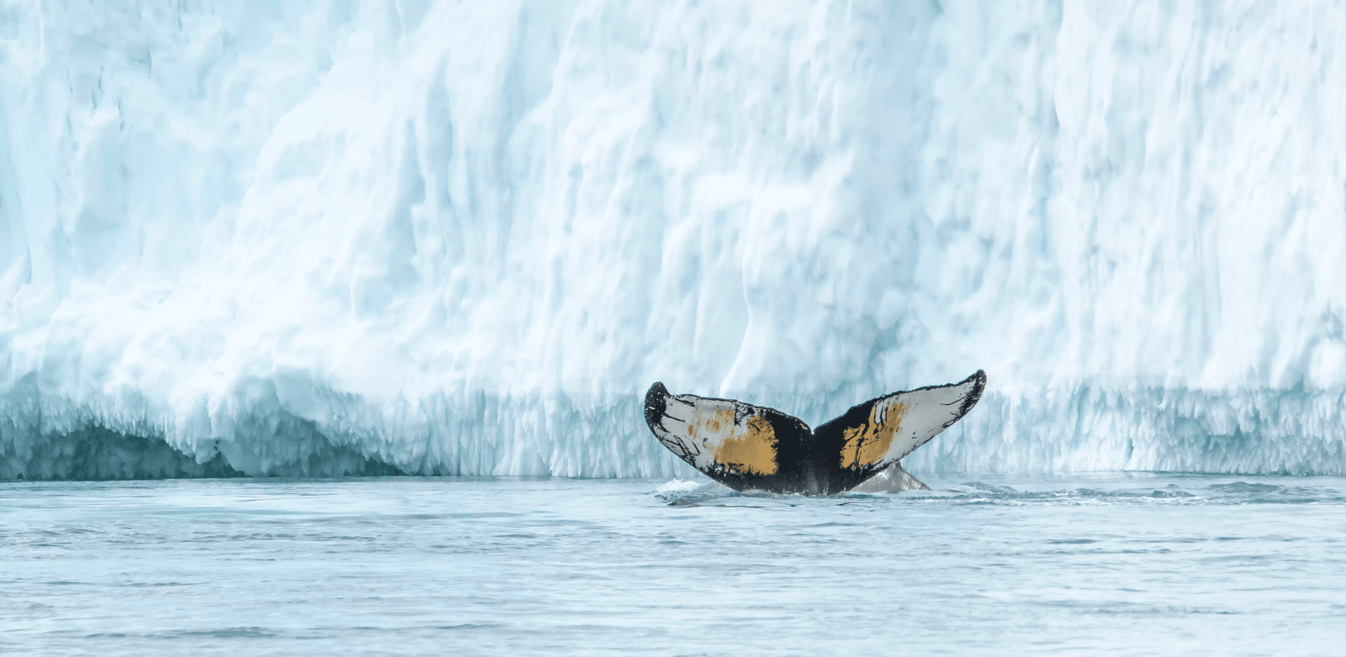 Albatros expeditions Whale