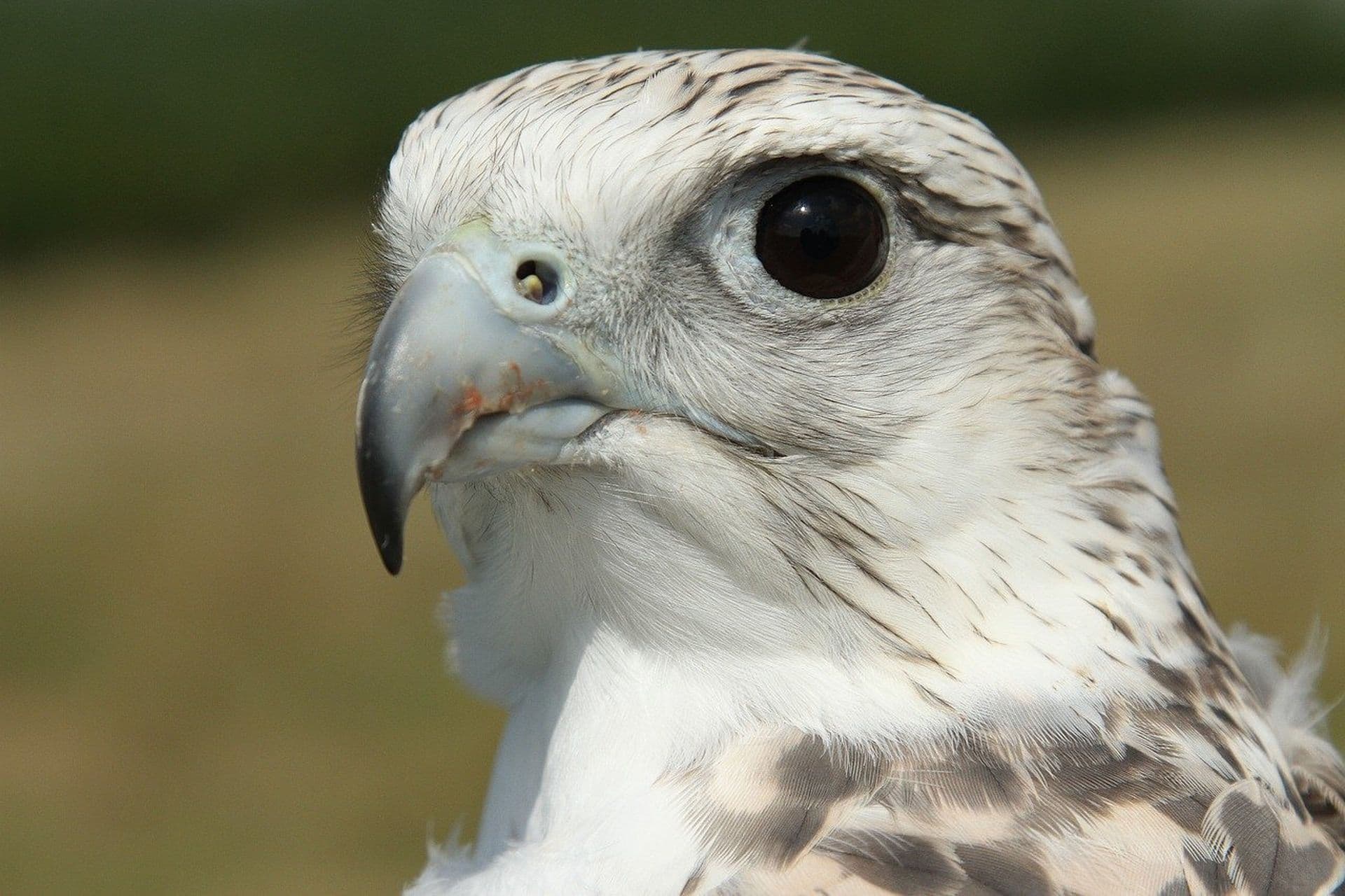 gyrfalcon