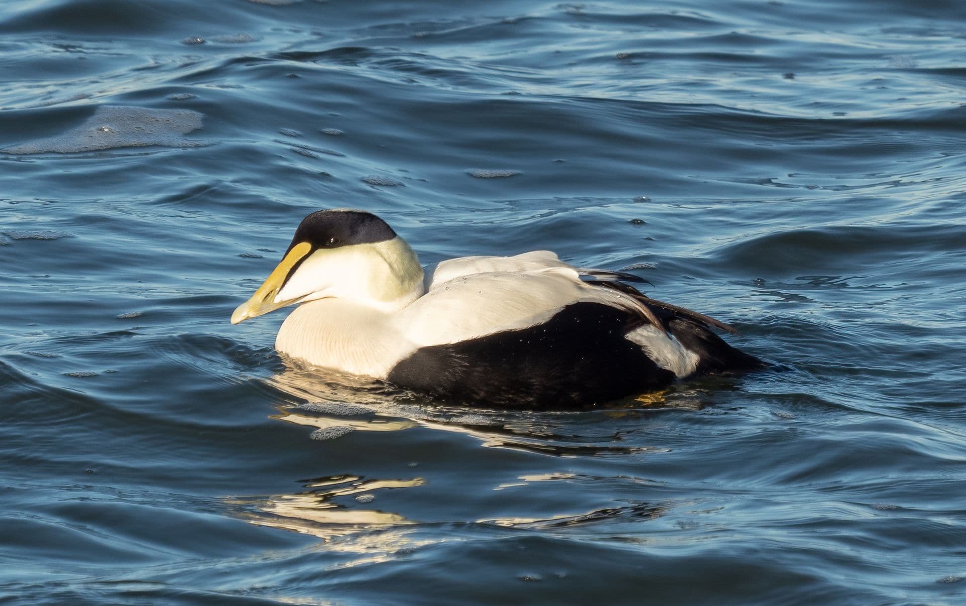 common eider
