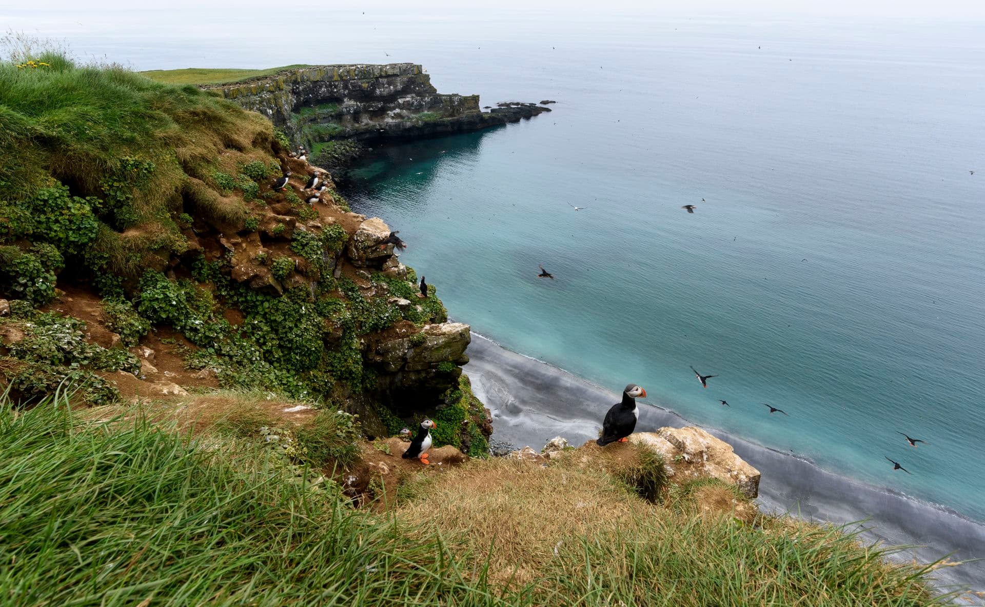 Albatros Expedition circumnavigating iceland