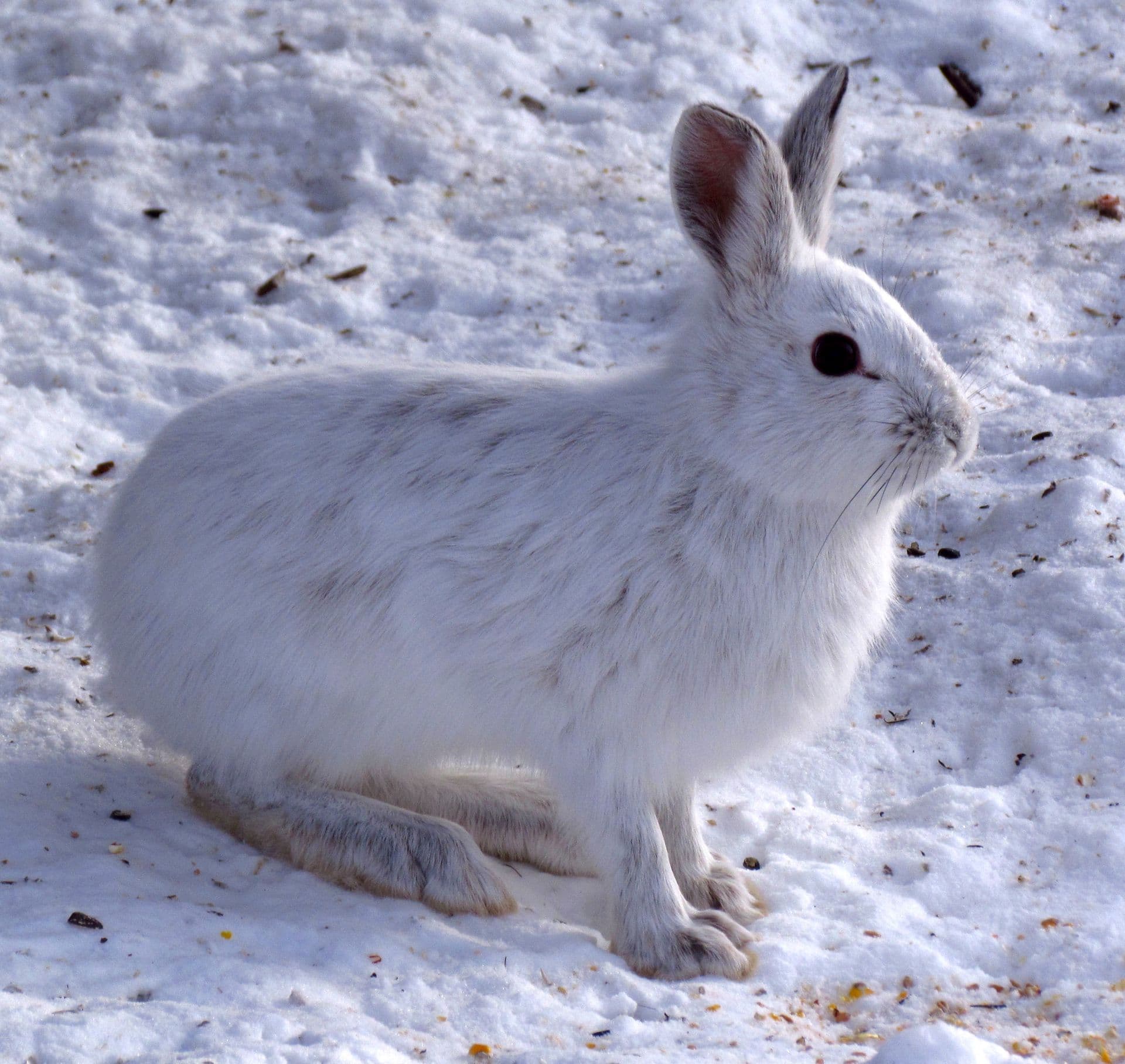 Arctic Hare