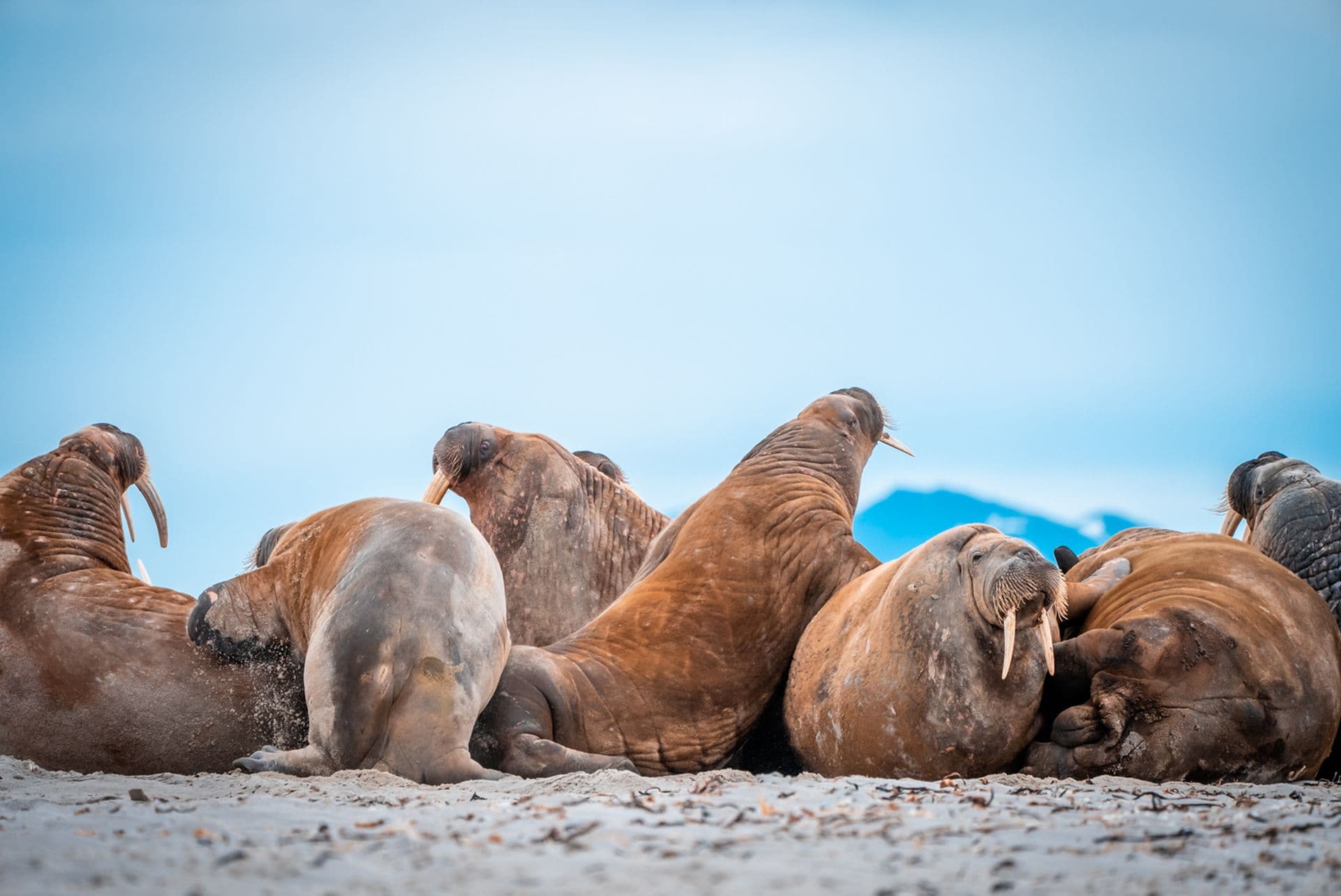 Secret Atlas Svalbard
