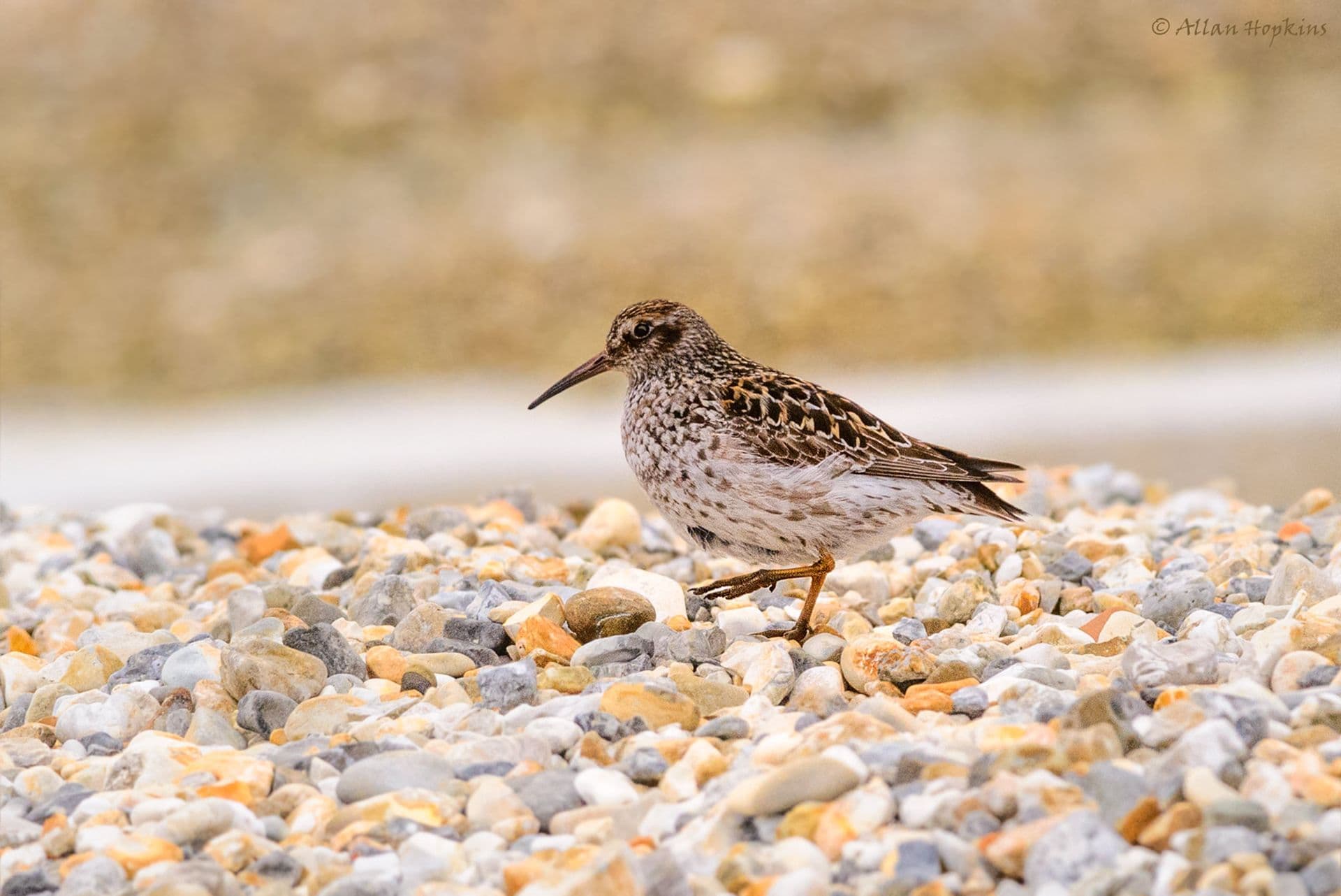 Purple Sandpiper (Calidris maritima) summer plumage adult