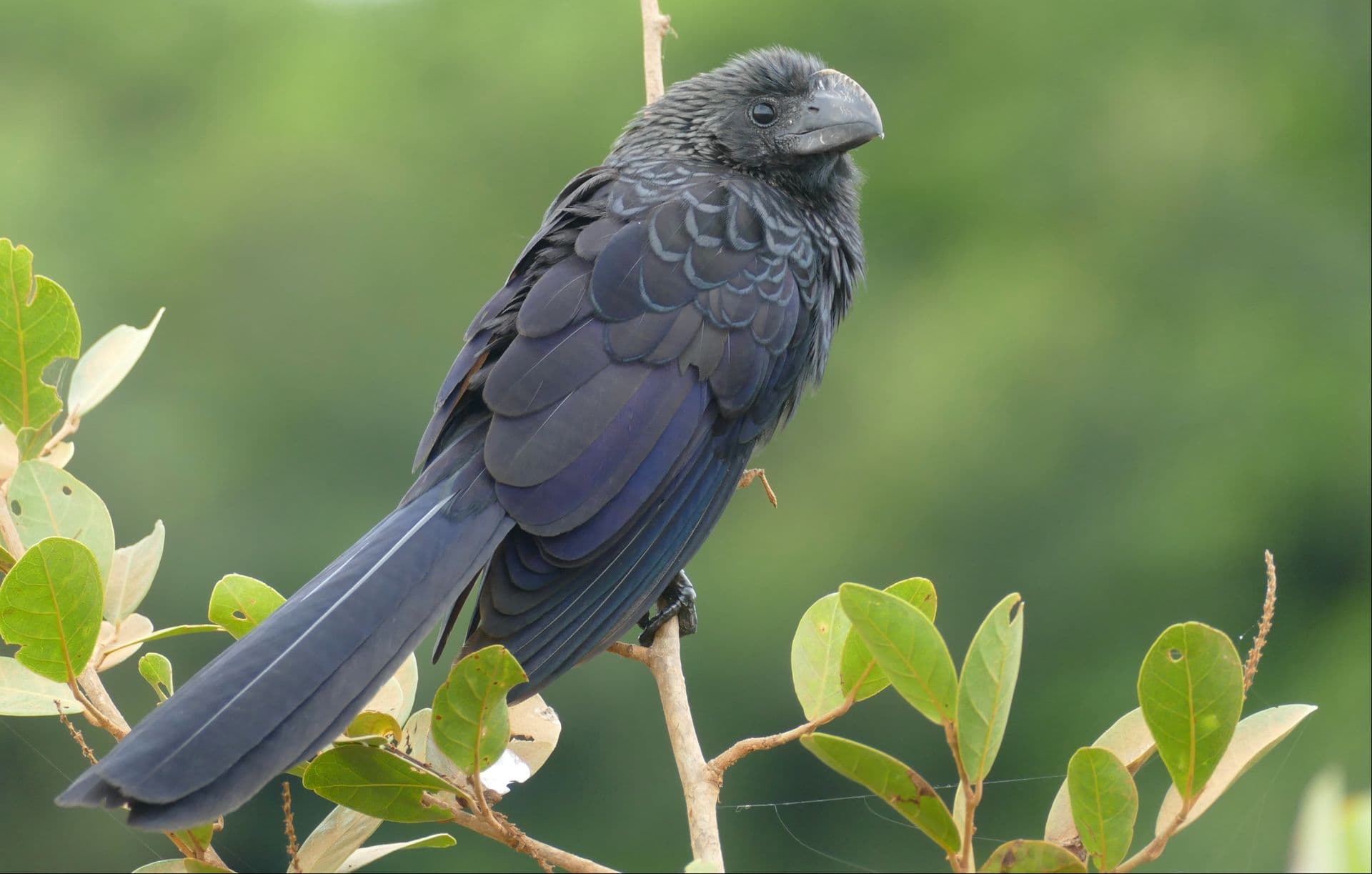 Smooth-billed Ani