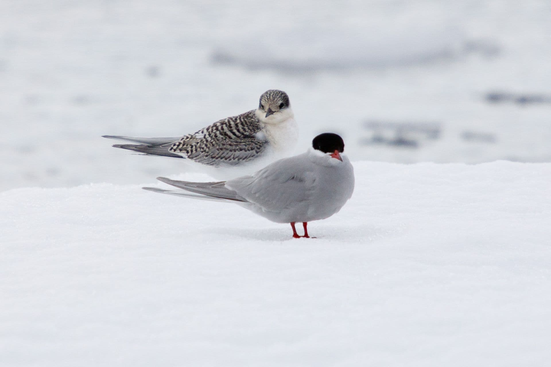 Antarctic Tern