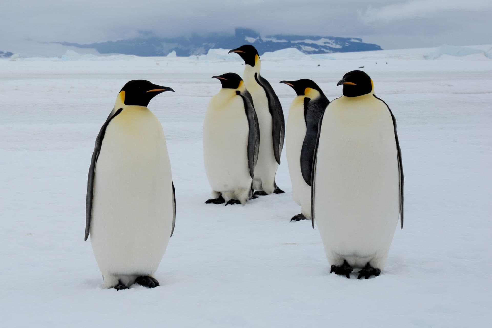 Emperor Penguin