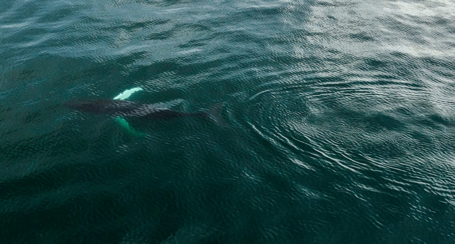 Albatros Expedition high arctic- iceland to svalbard