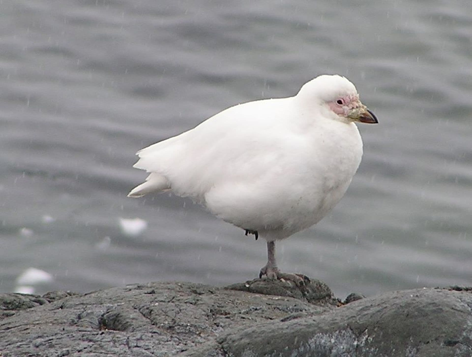 snowy sheathbill