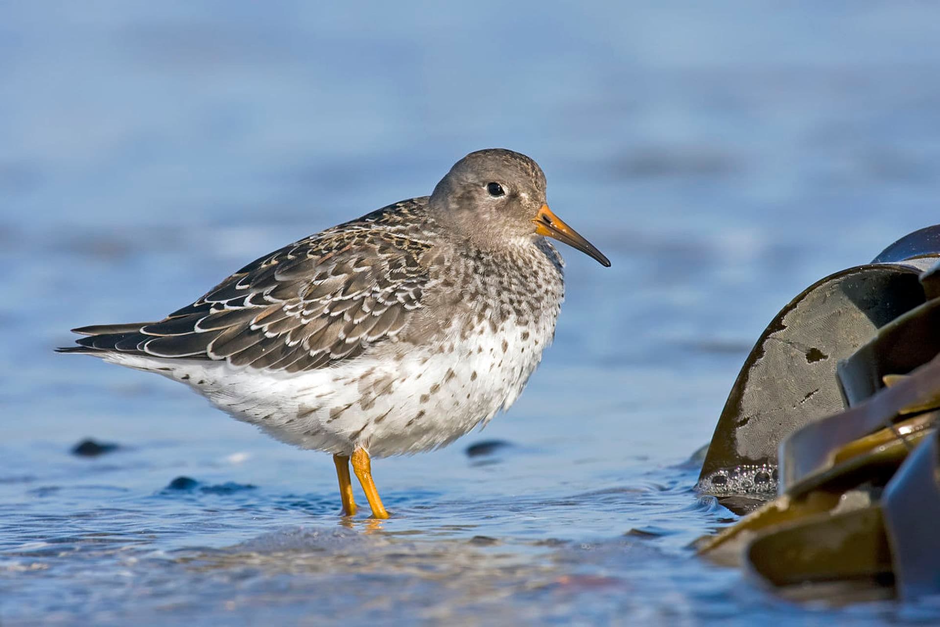 Purple Sandpiper