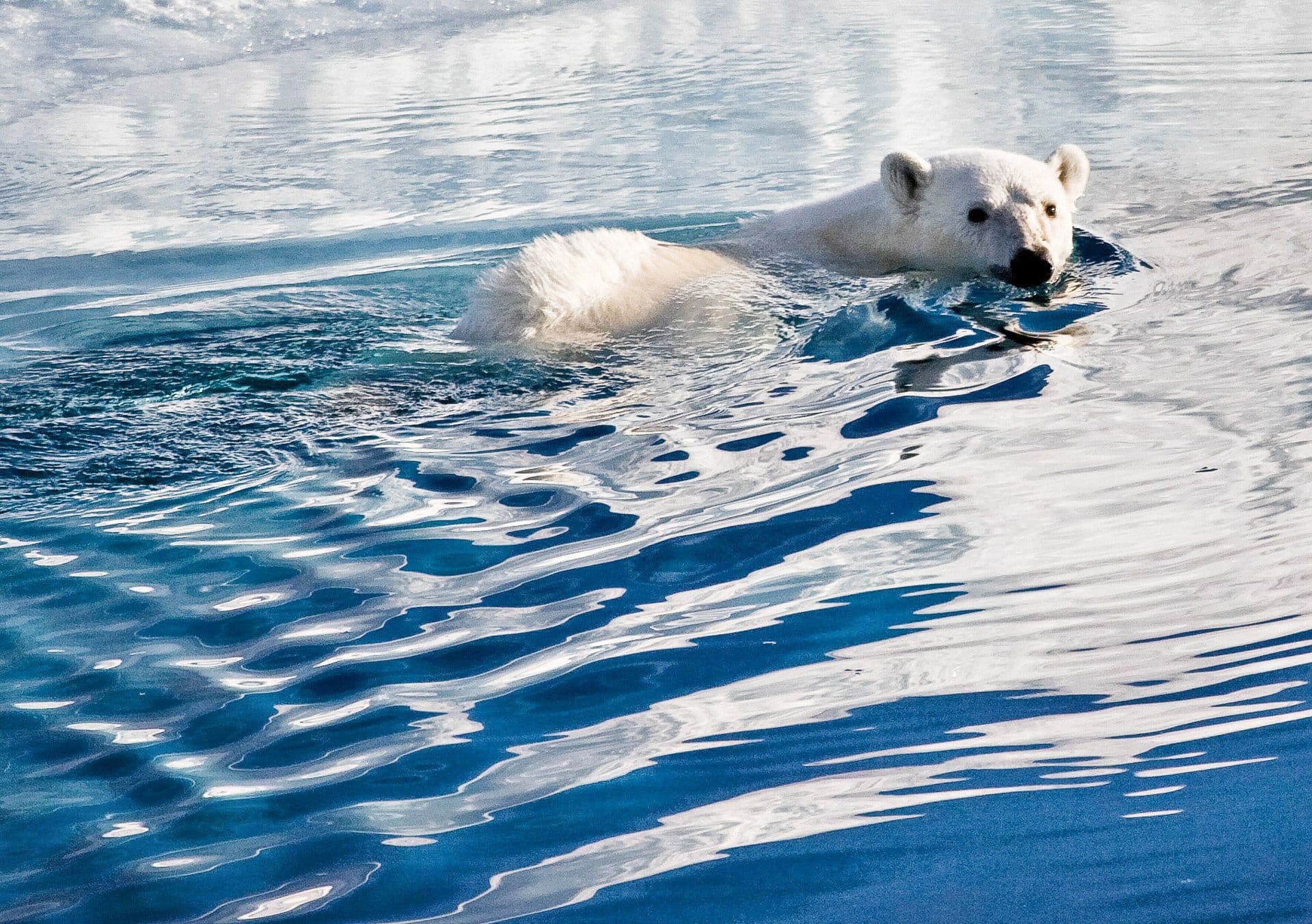 Albatros Expedition North West Passage