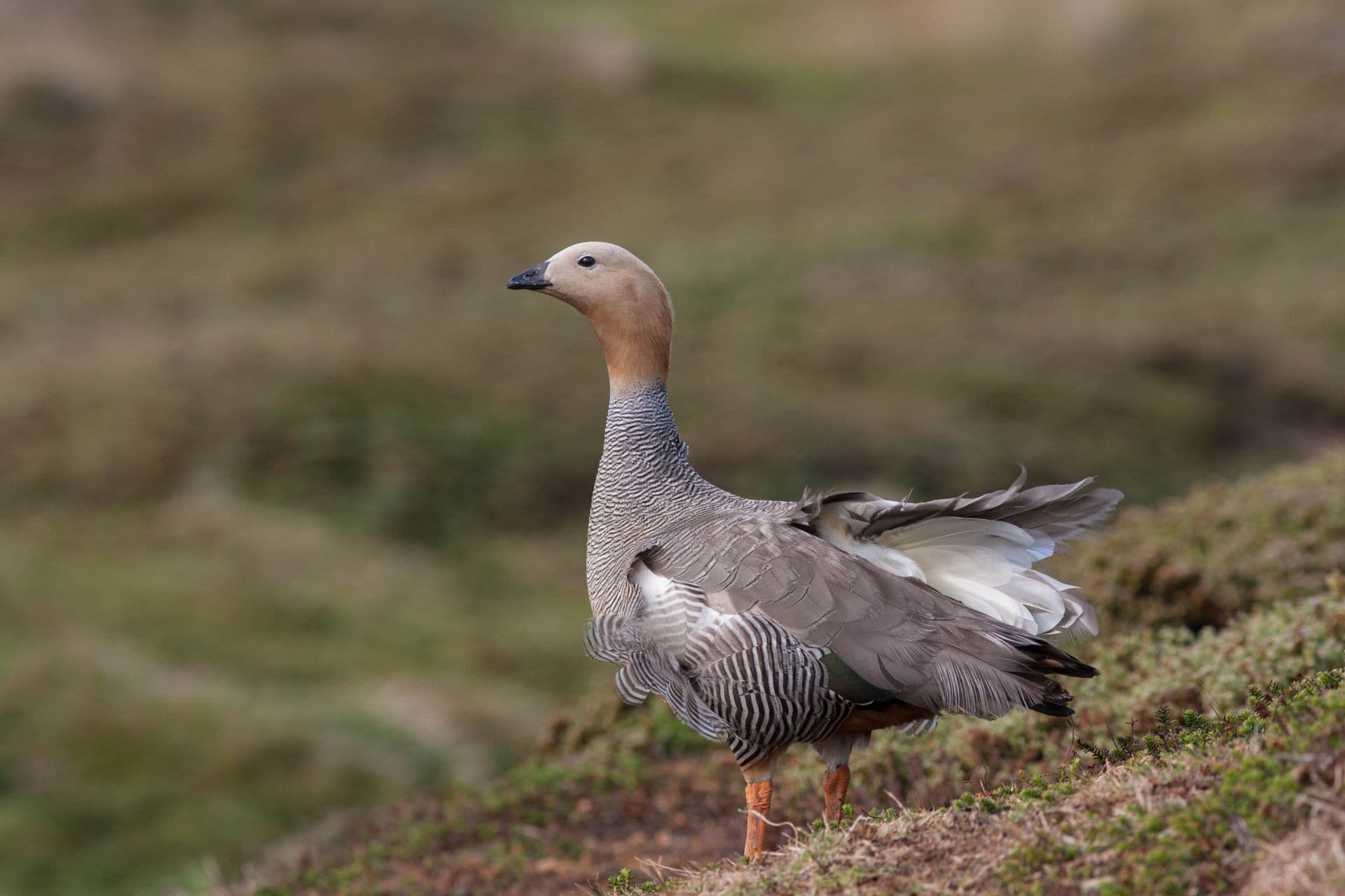 ruddy-headed goose