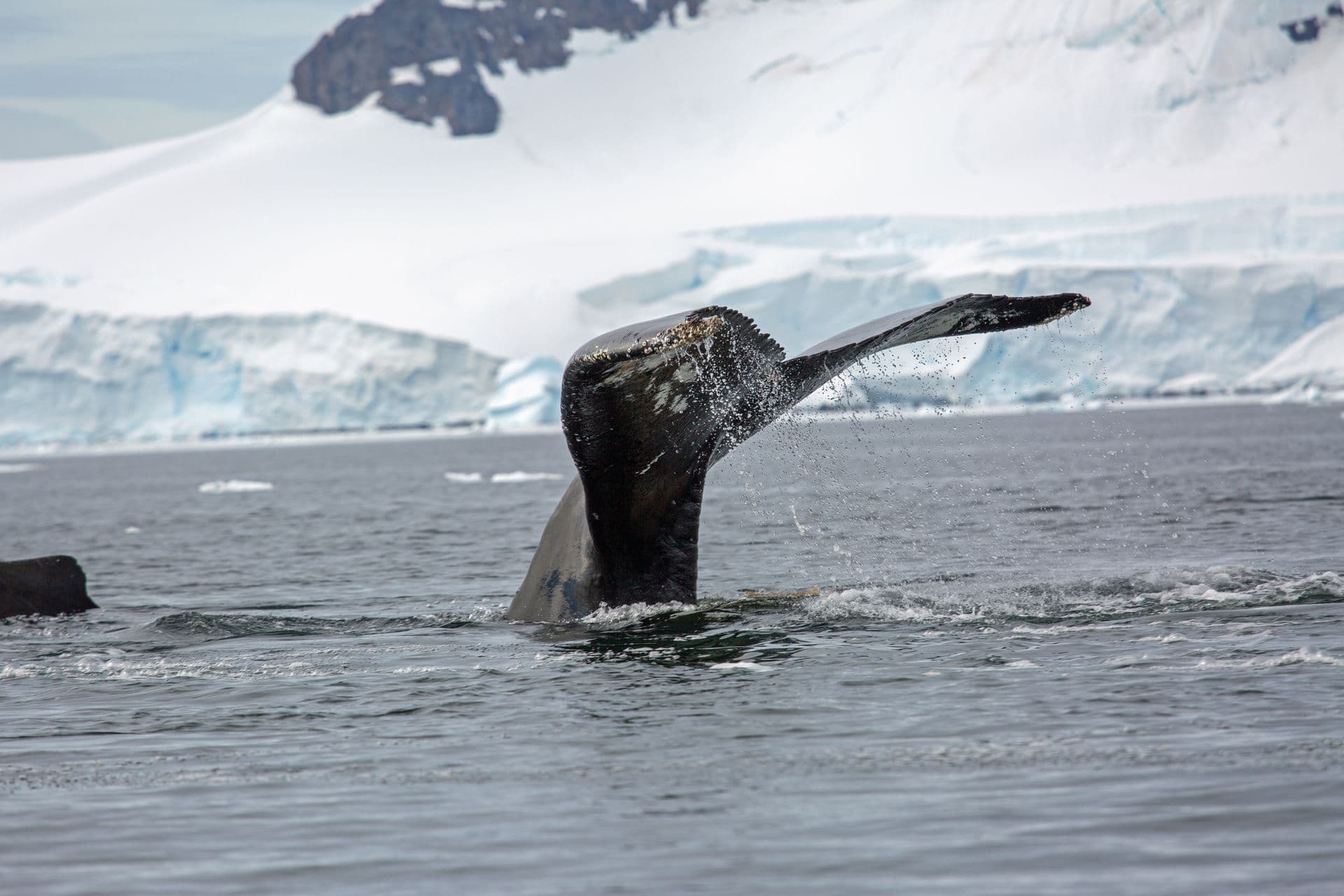 Ocean Endeavour Antarctica Peninsula Photos