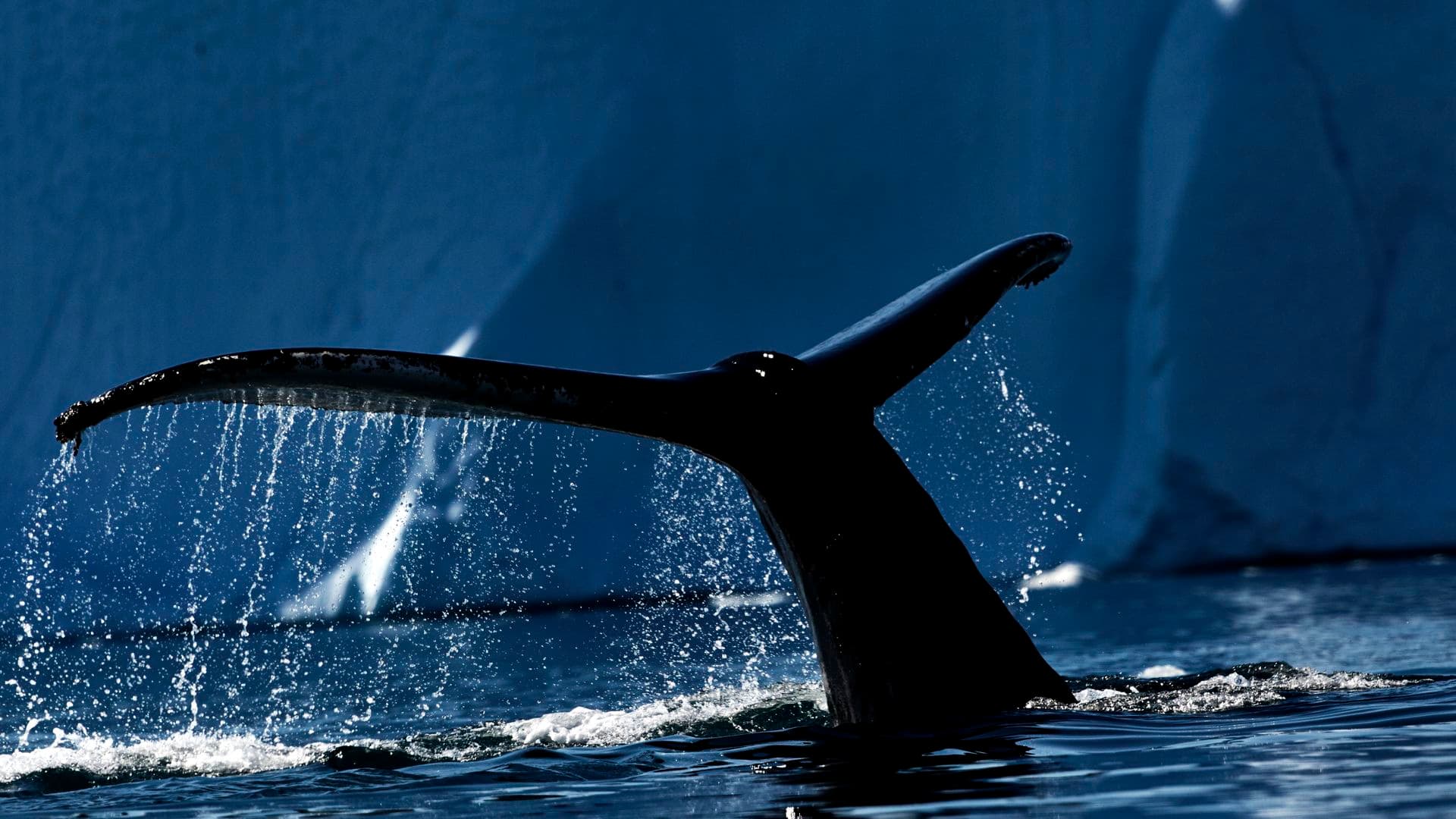 Albatros Expedition North West Passage