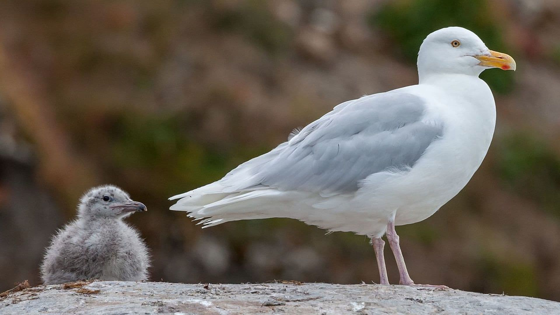 glaucous-gull