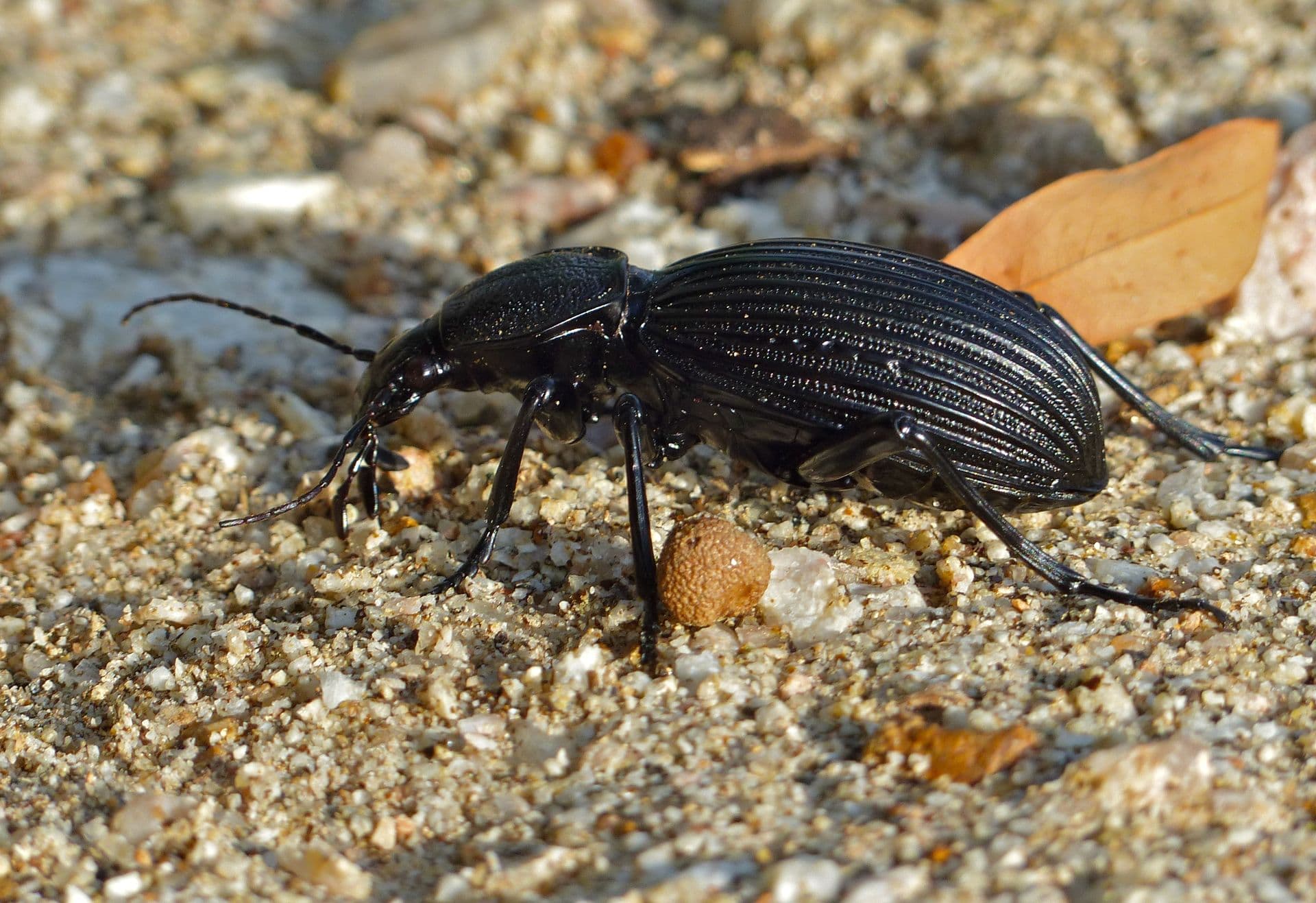 Giant Ground Beetle