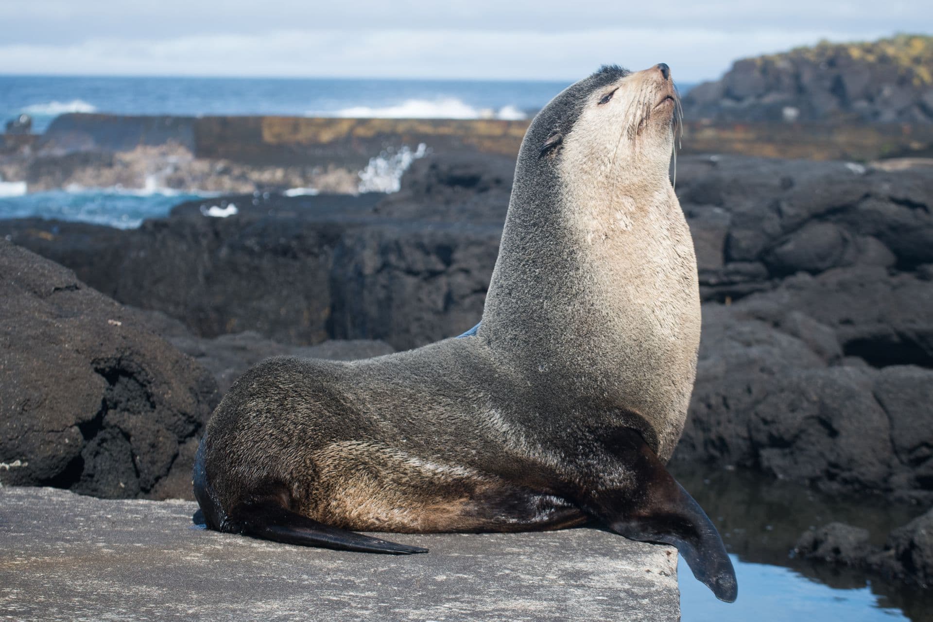 Subantarctic Fur Seal