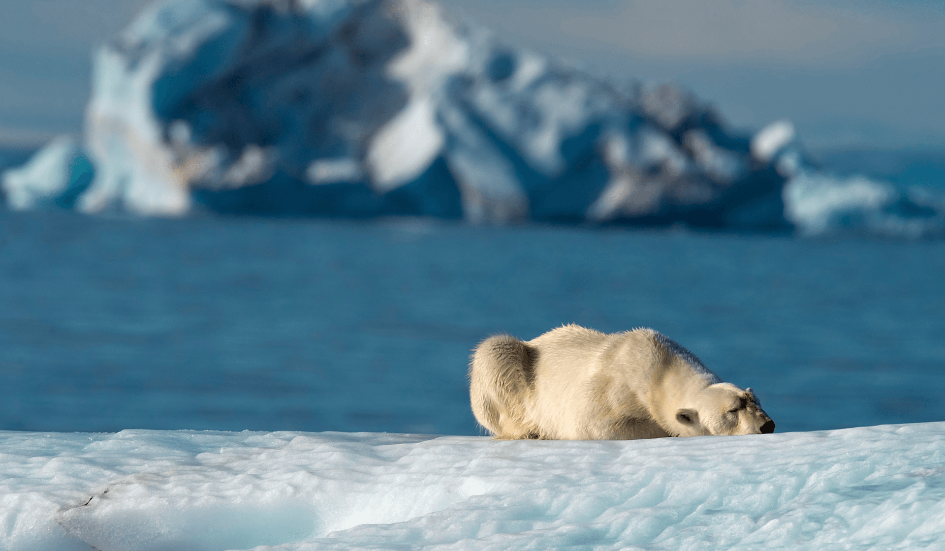 Where to see polar bears