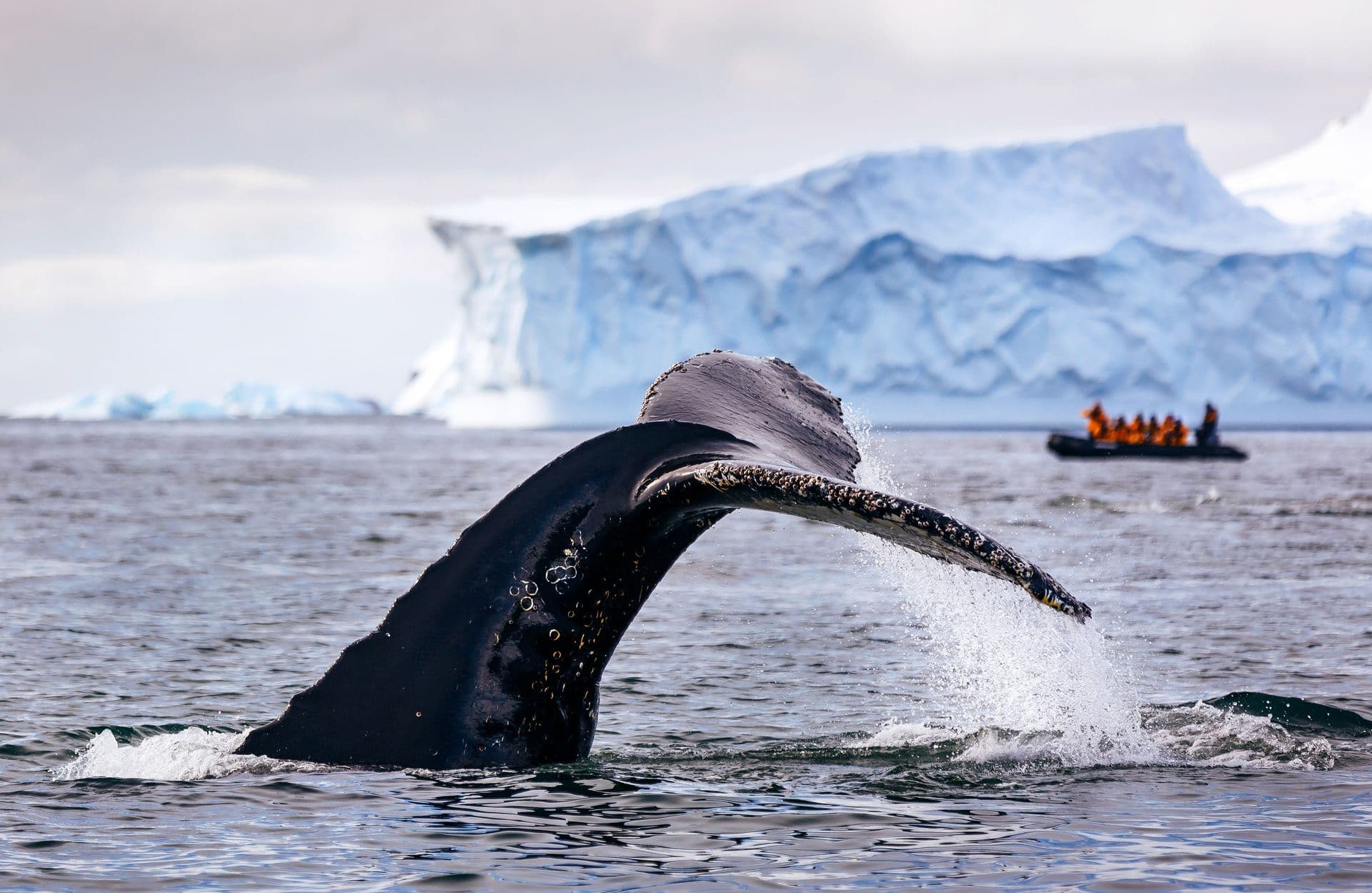 Quark Expeditions - Antarctica