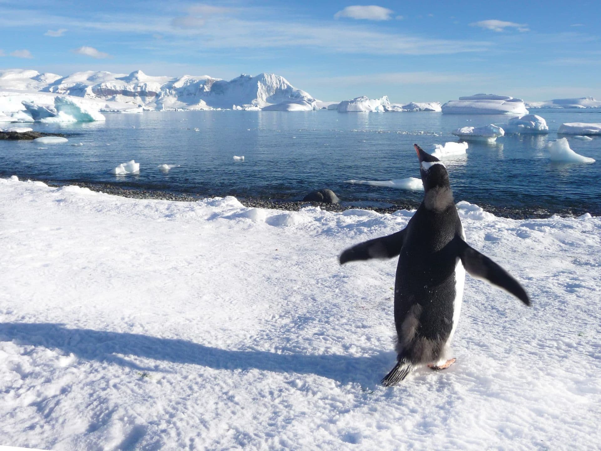 Aurora Expeditions Greg Mortimer Wild Antarctica