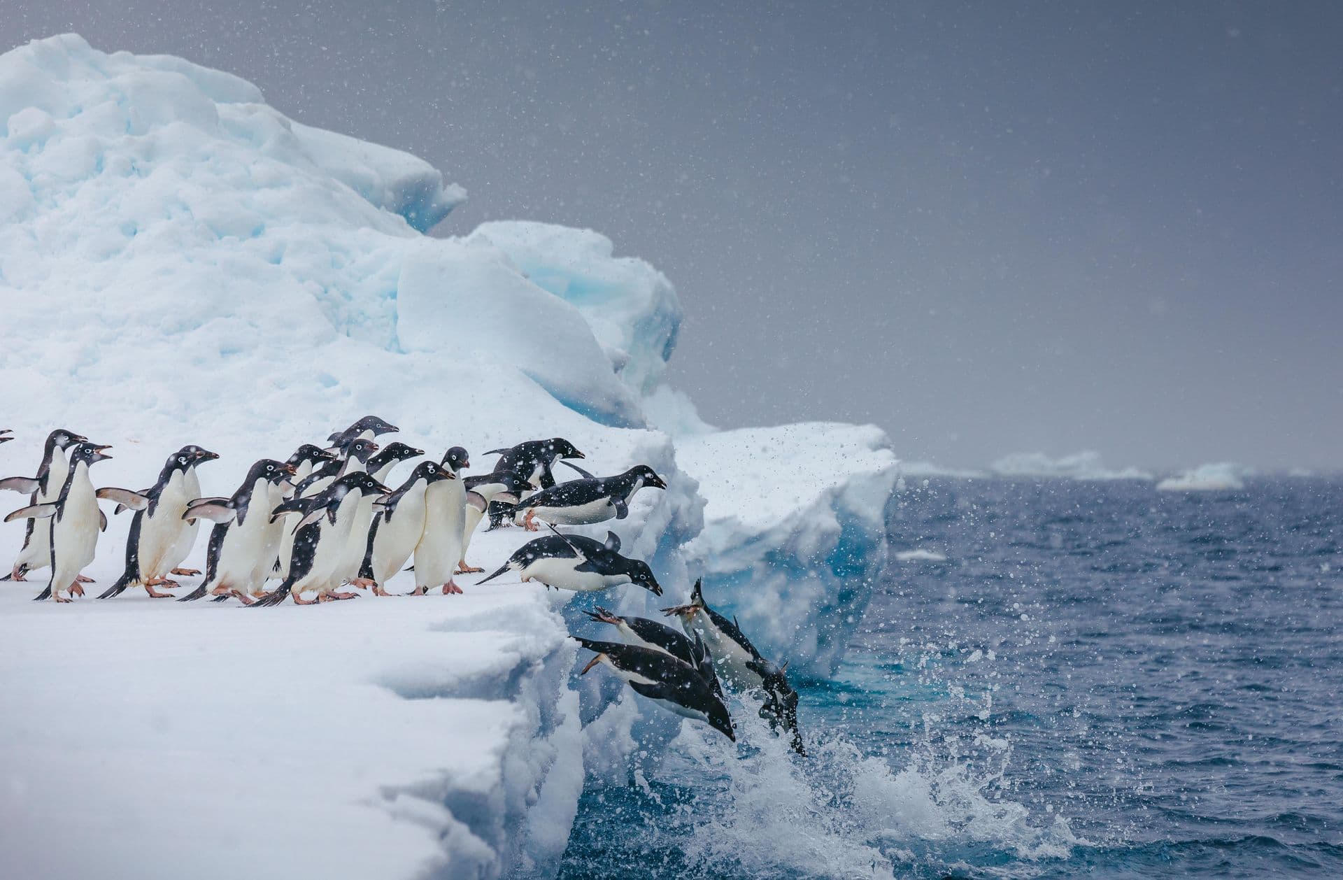 Quark Expeditions - Adelie Penguin