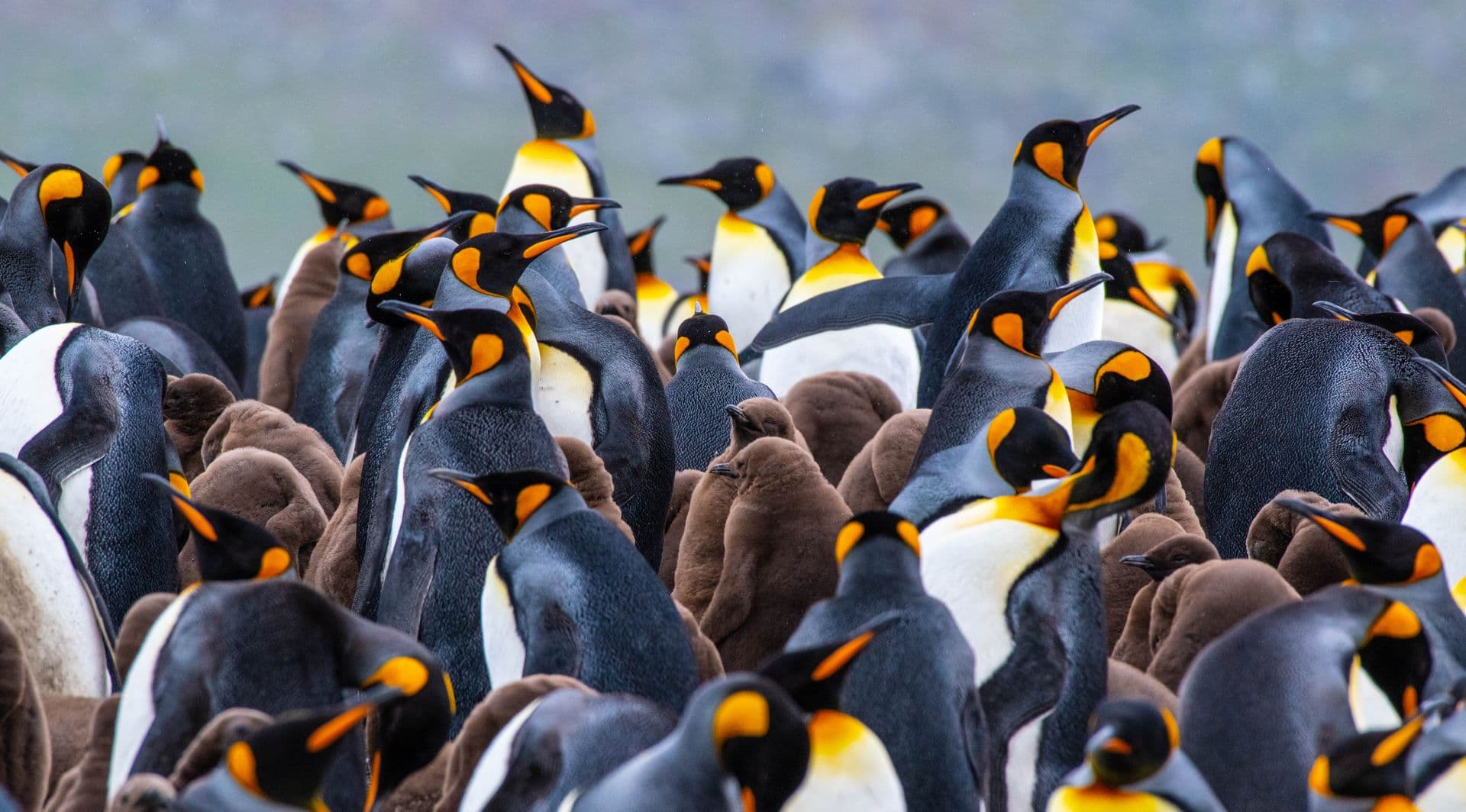 Ocean Endeavour Falklands and South Georgia