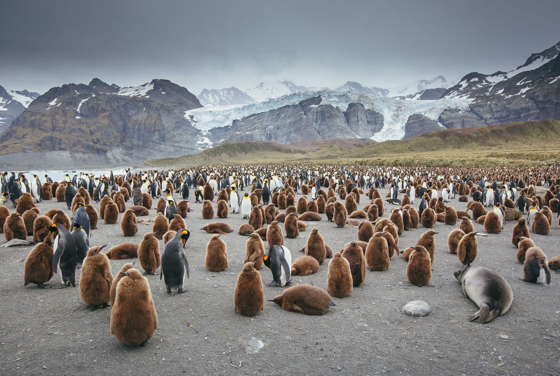 Quark Expeditions - South Georgia