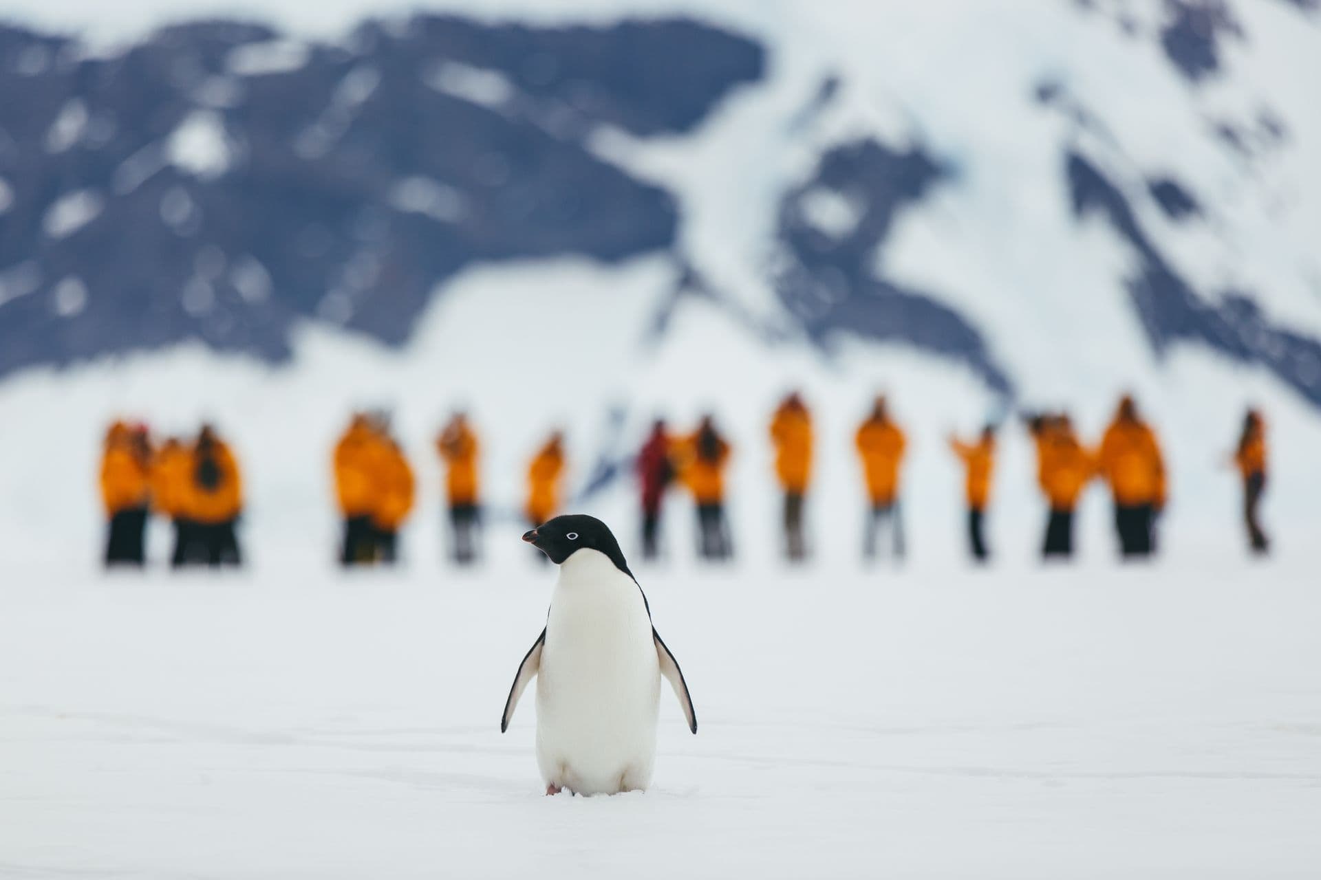 Quark Expeditions - Adelie Penguin