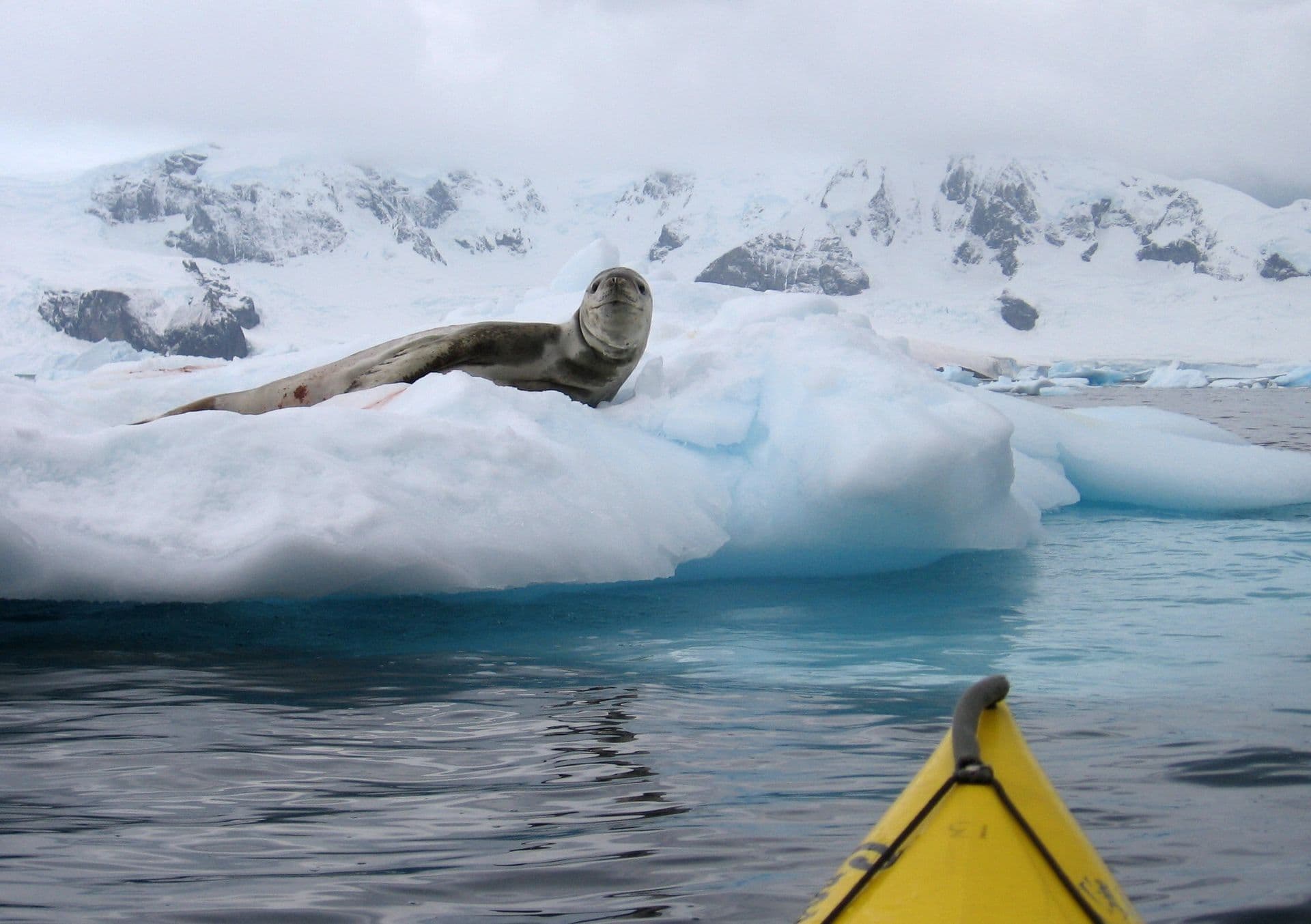 Seal Kayaking Antarctica