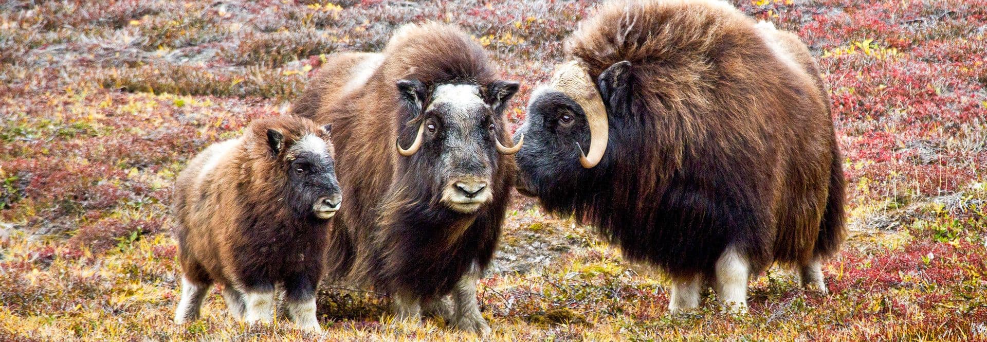 Ocean Atlantic Greenland National Park