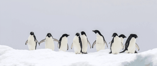 pinguins_antarctica